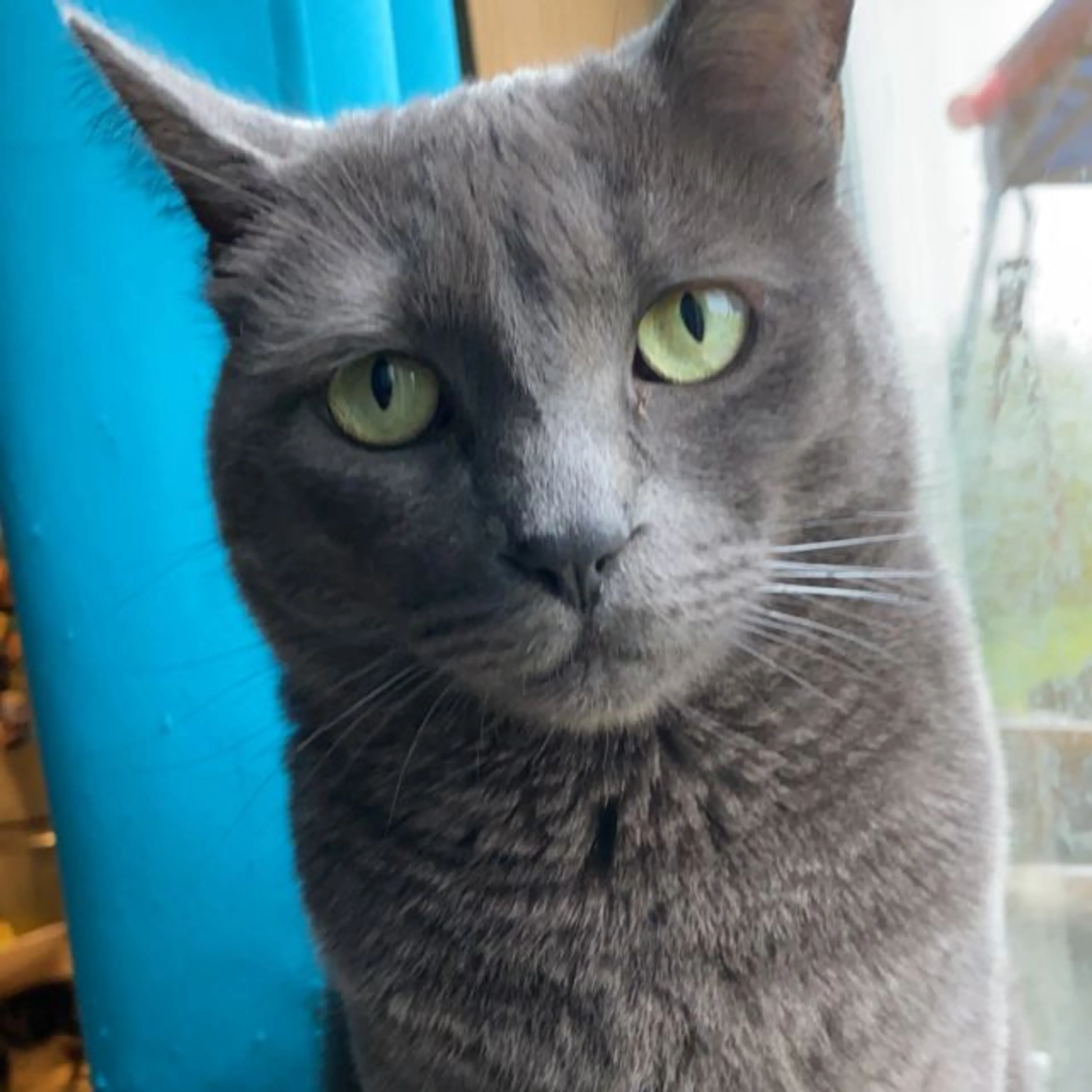 Lost pet
