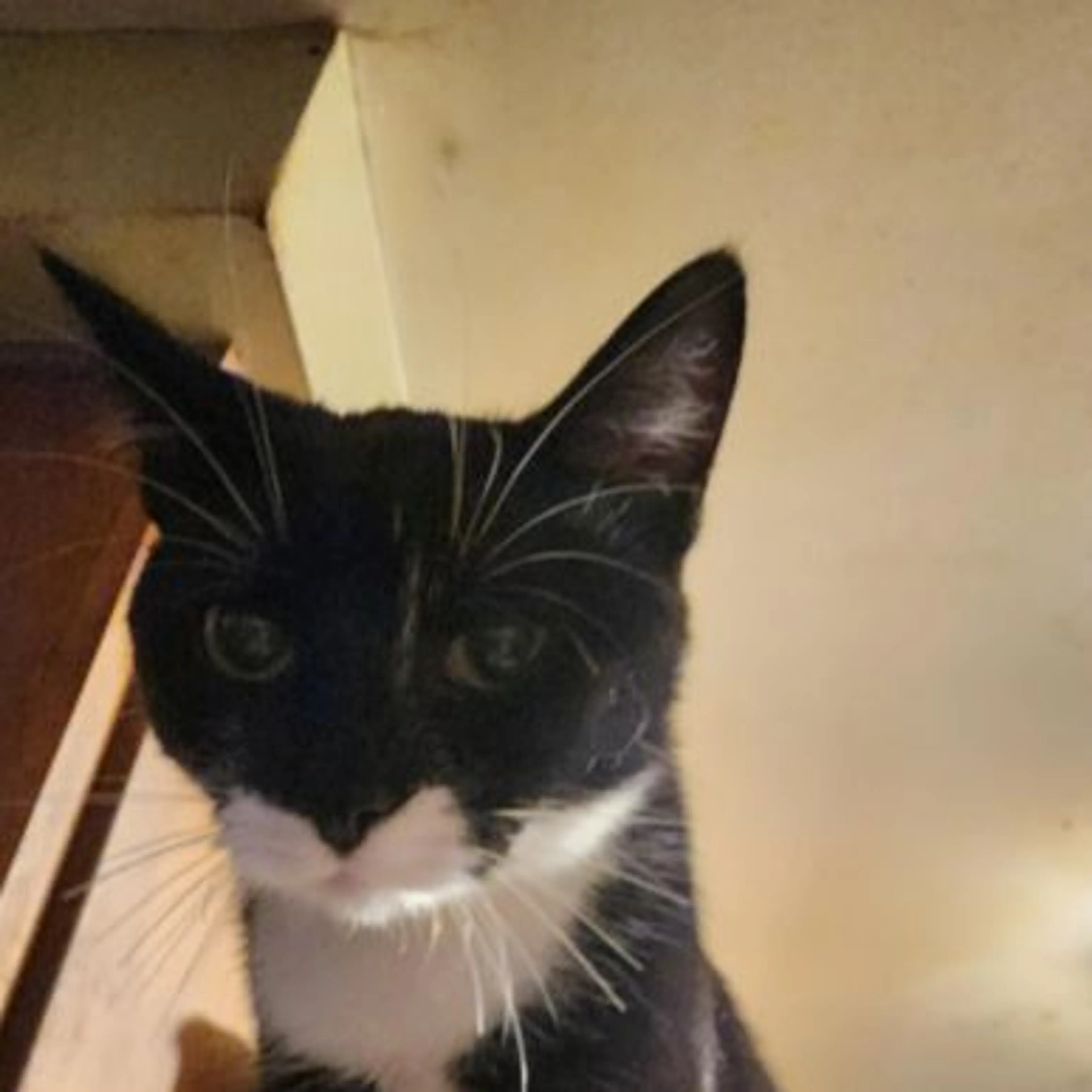 Lost pet