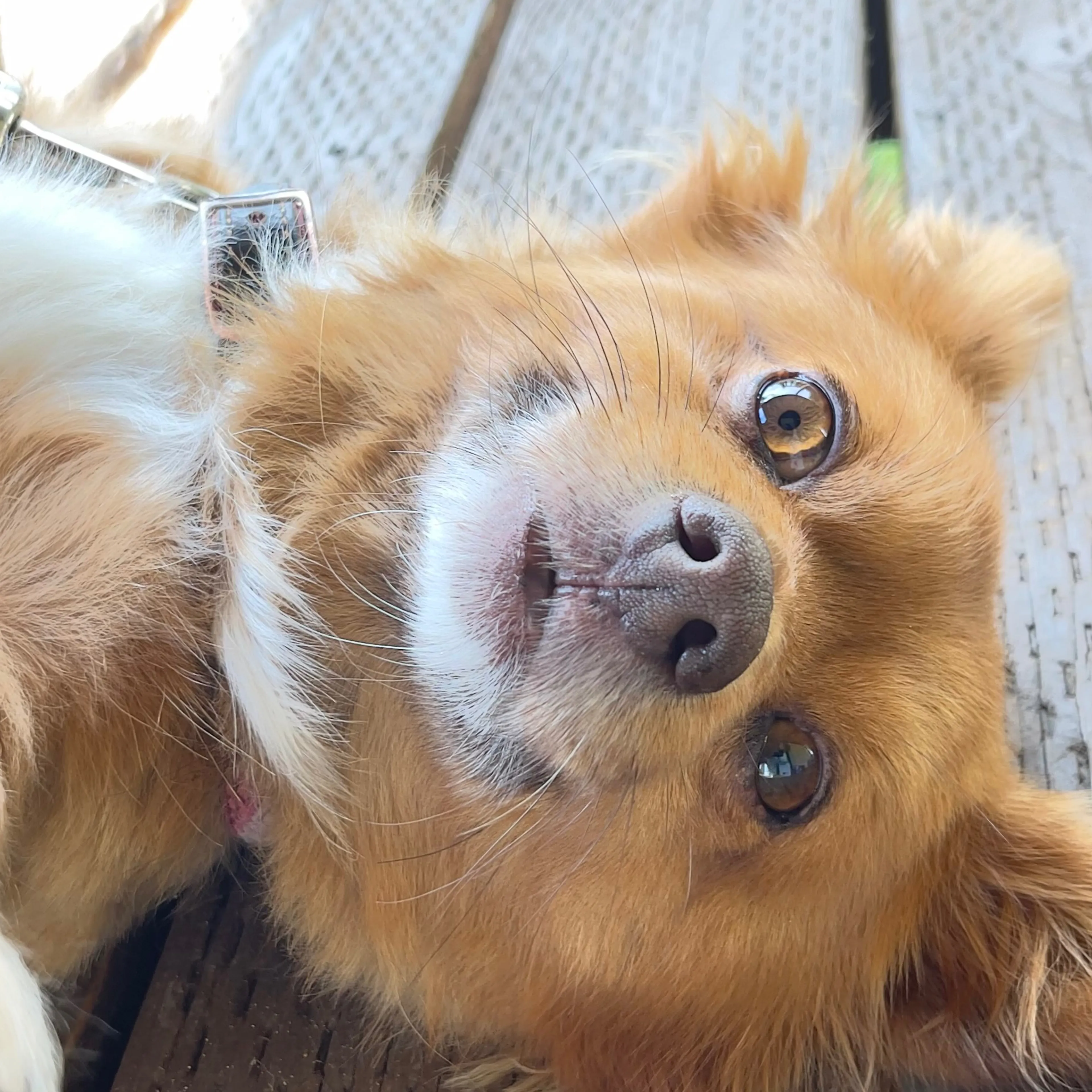 Lost pet-1
