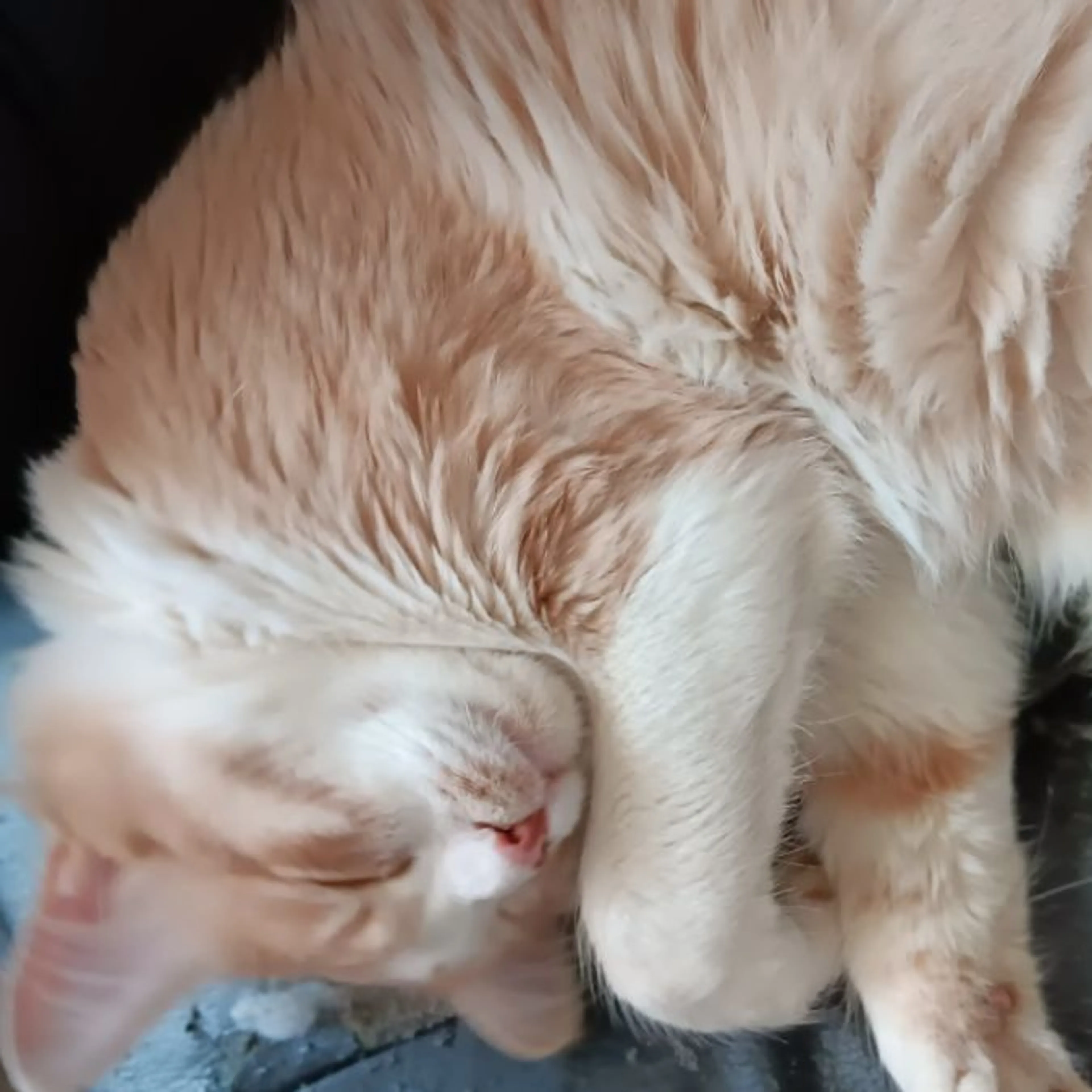 Lost pet