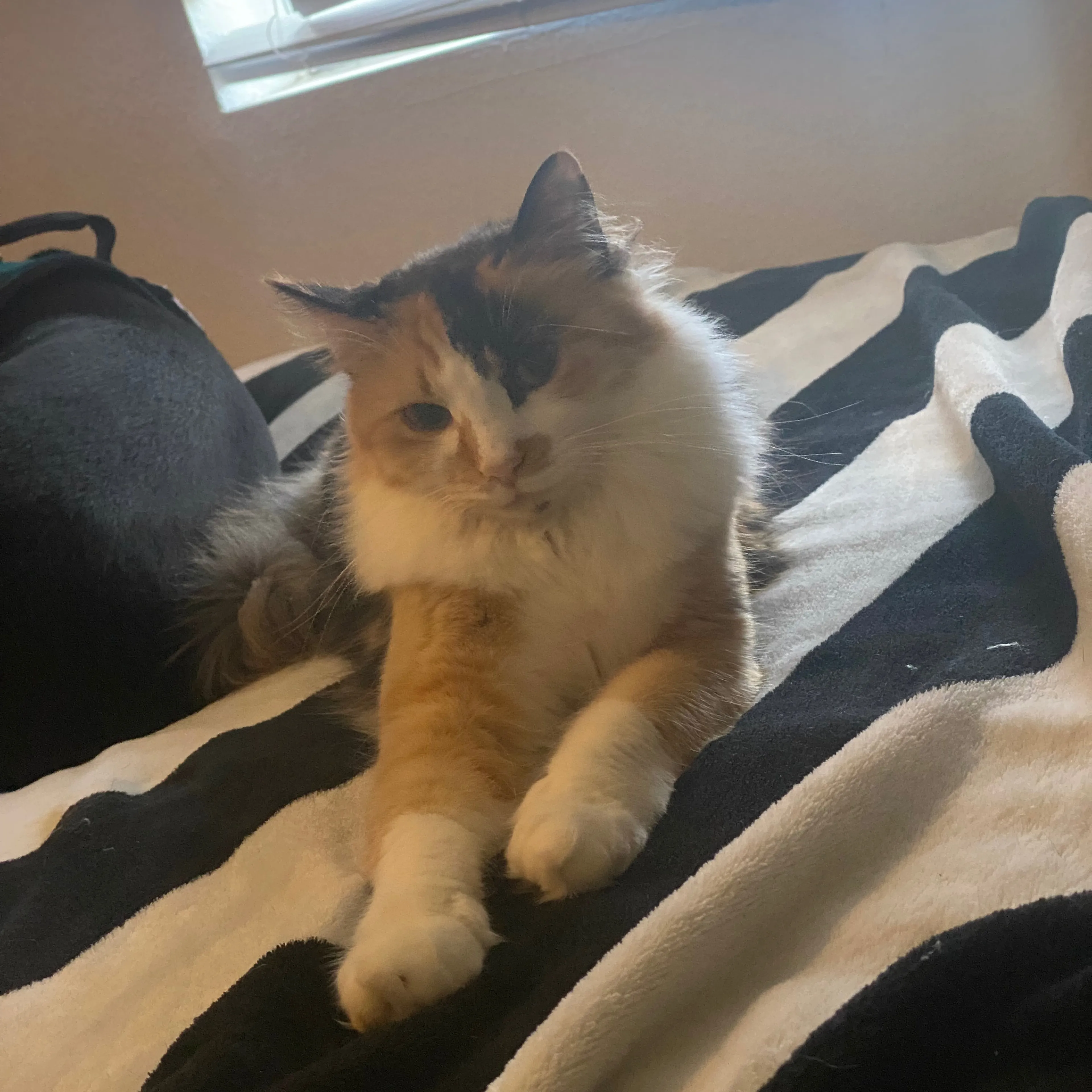 Lost pet