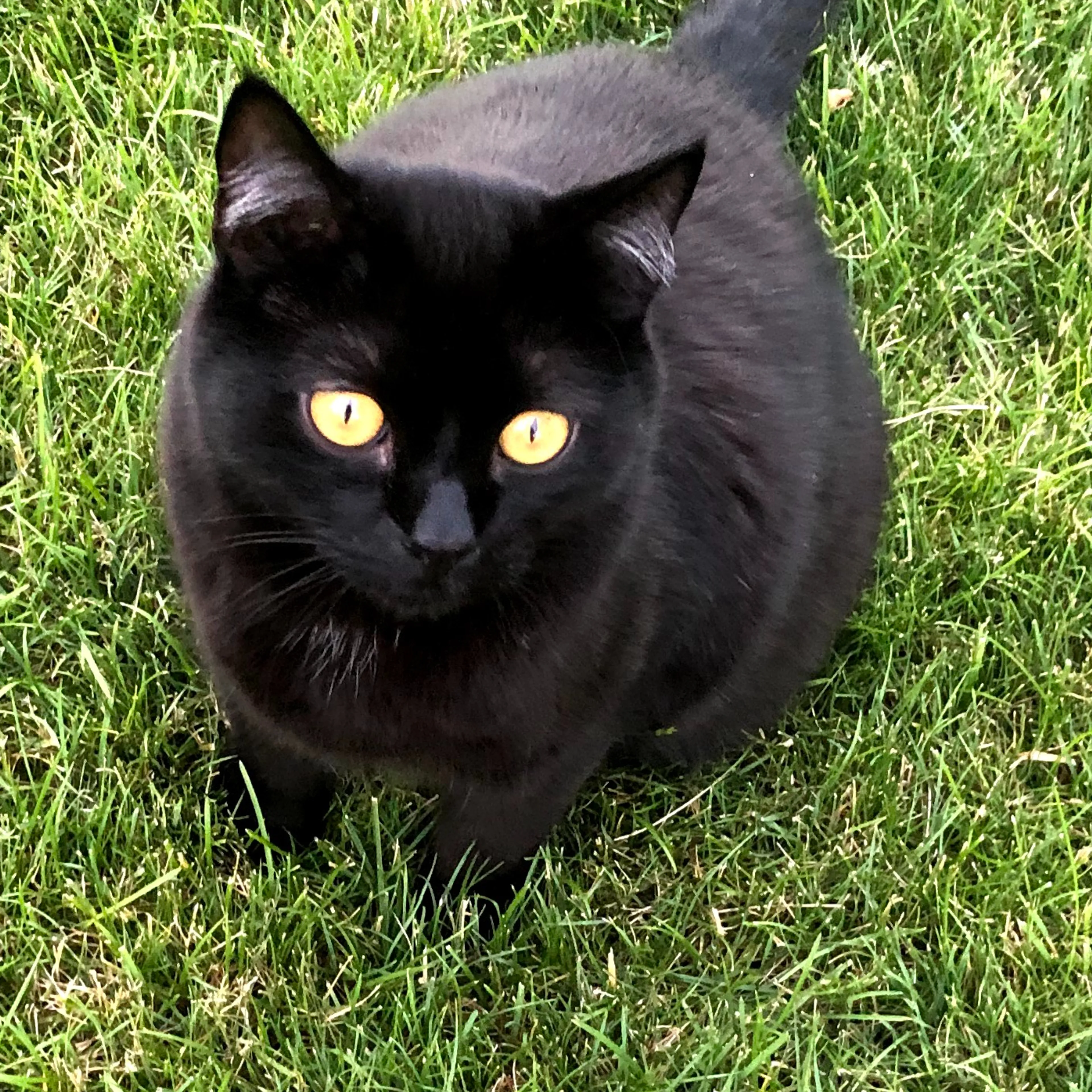 Lost pet-0