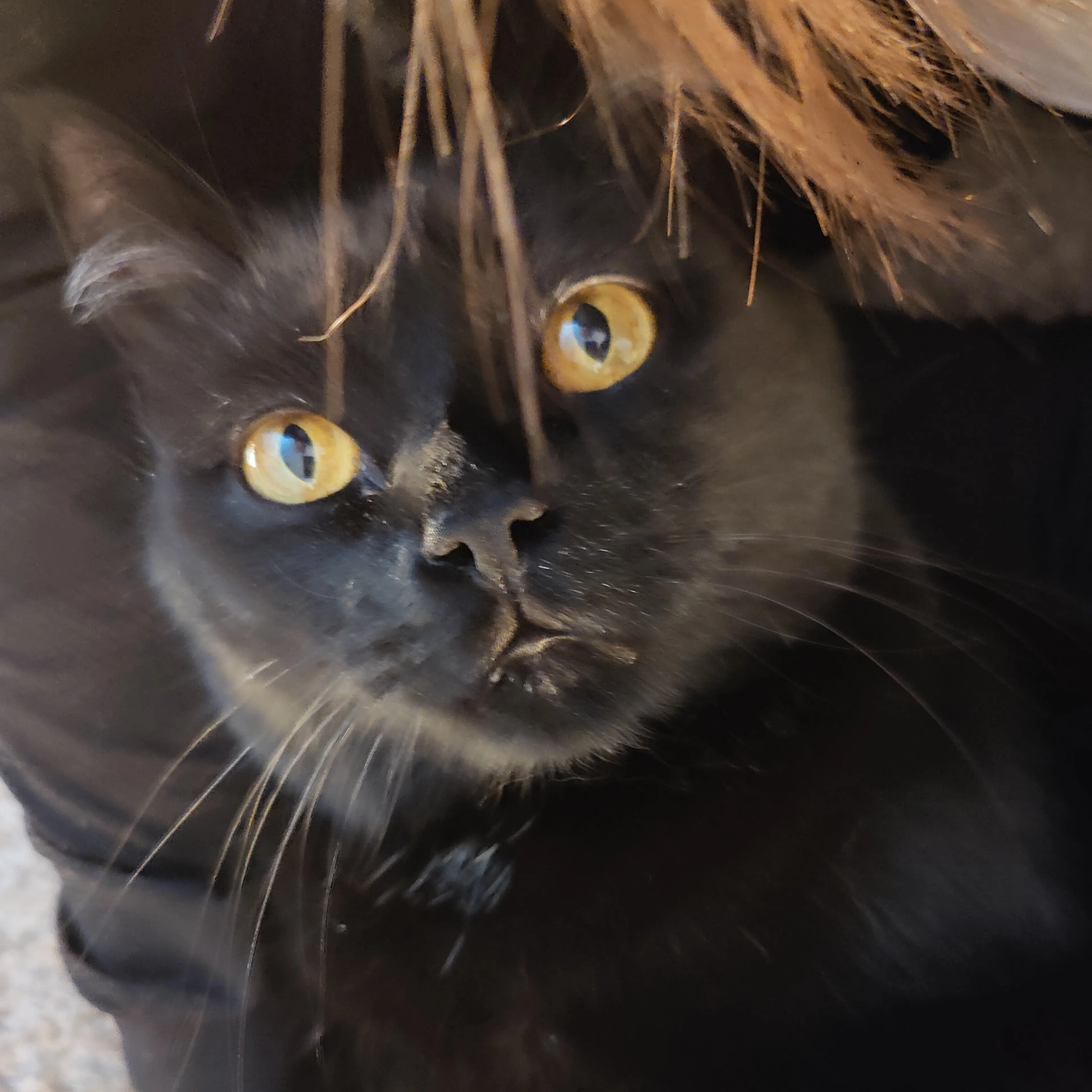 Lost pet-3
