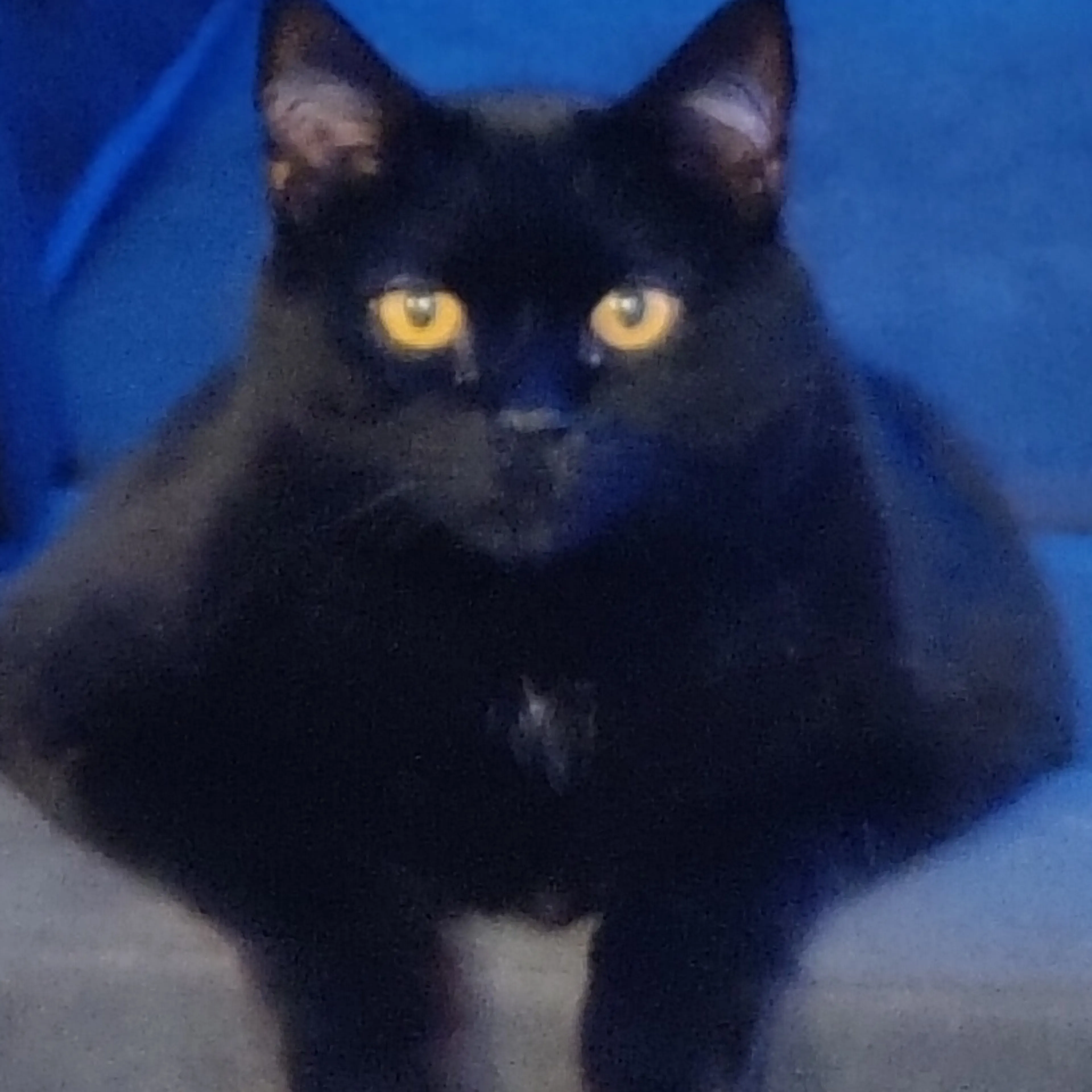 Lost pet-2