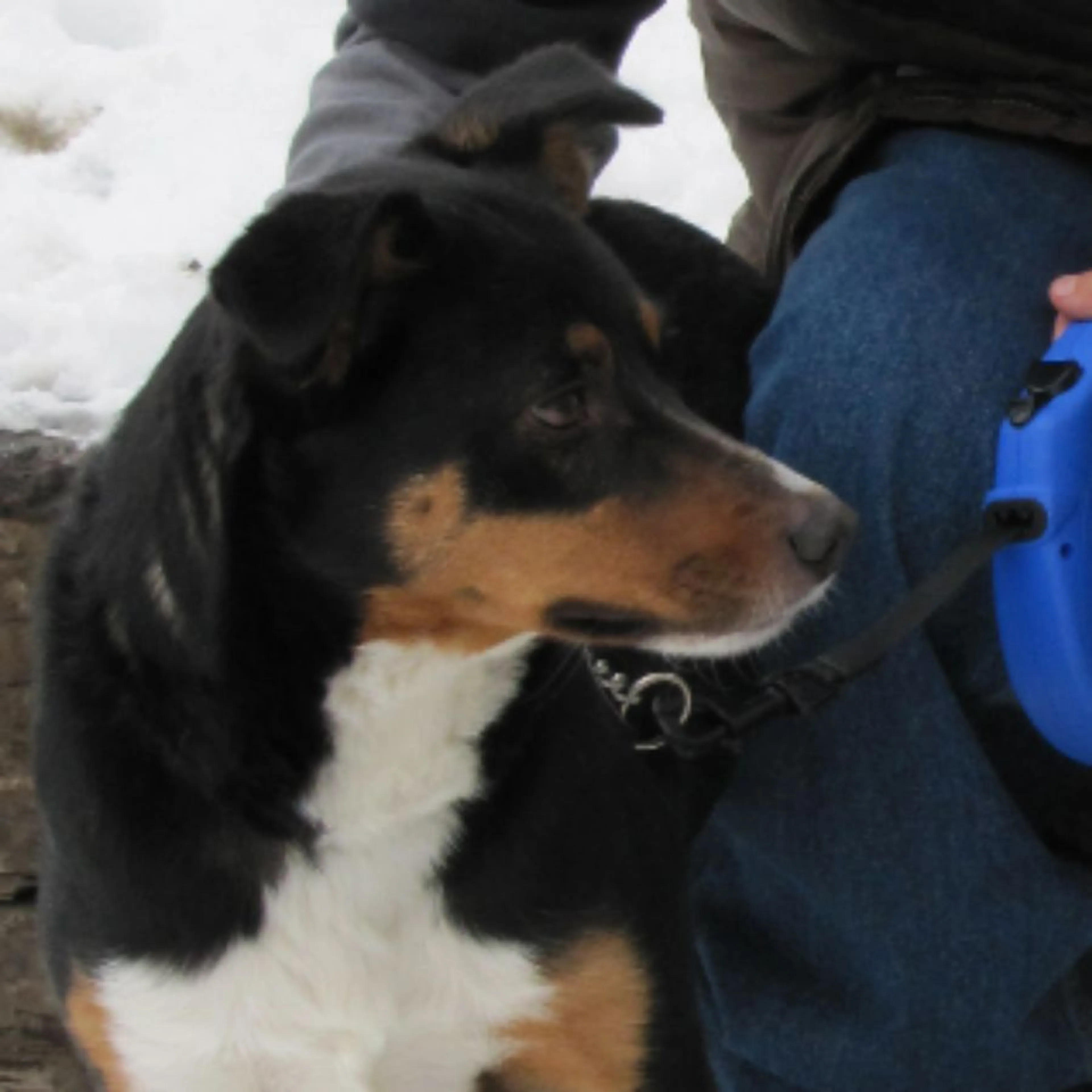 Lost pet