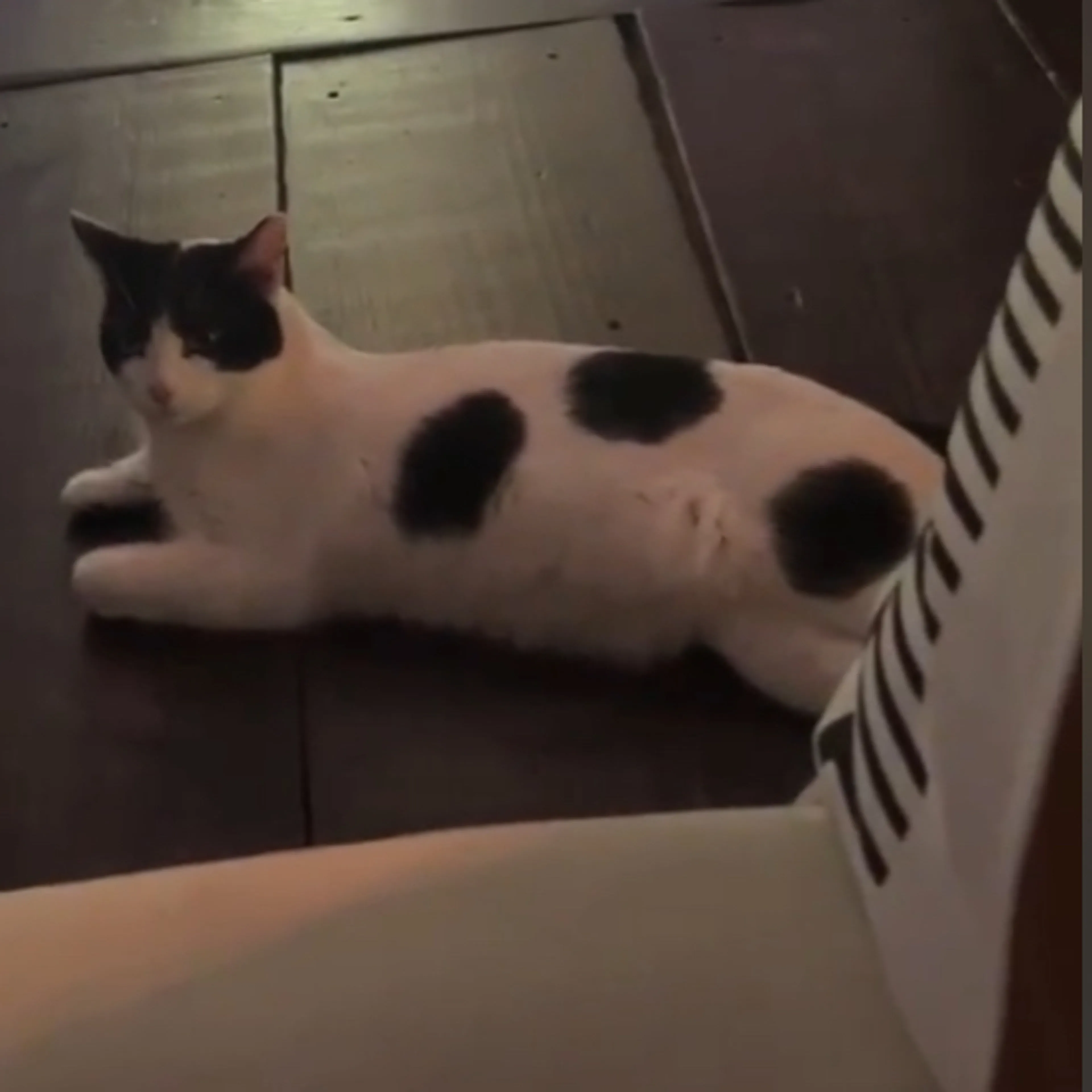 Lost pet-0