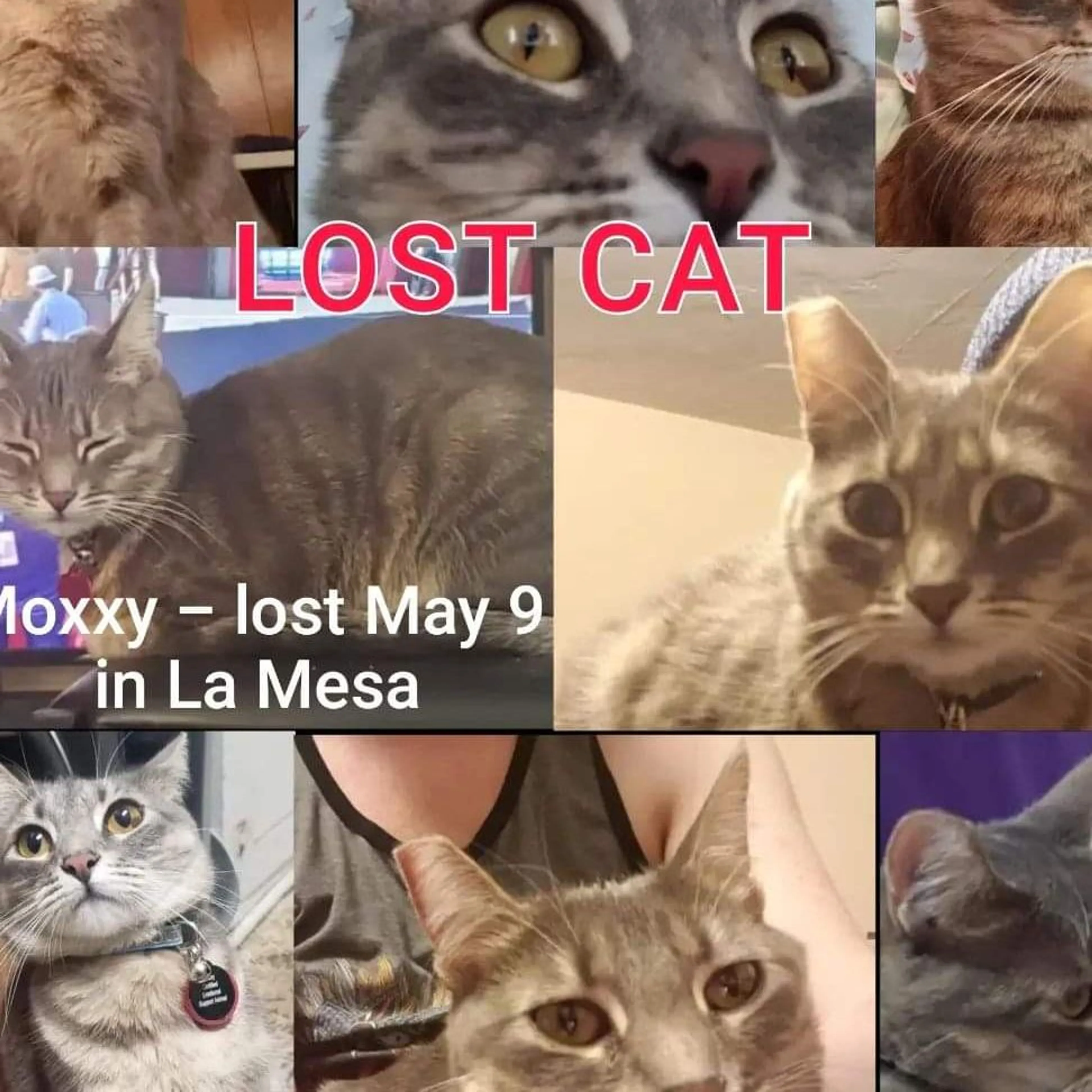 Lost pet