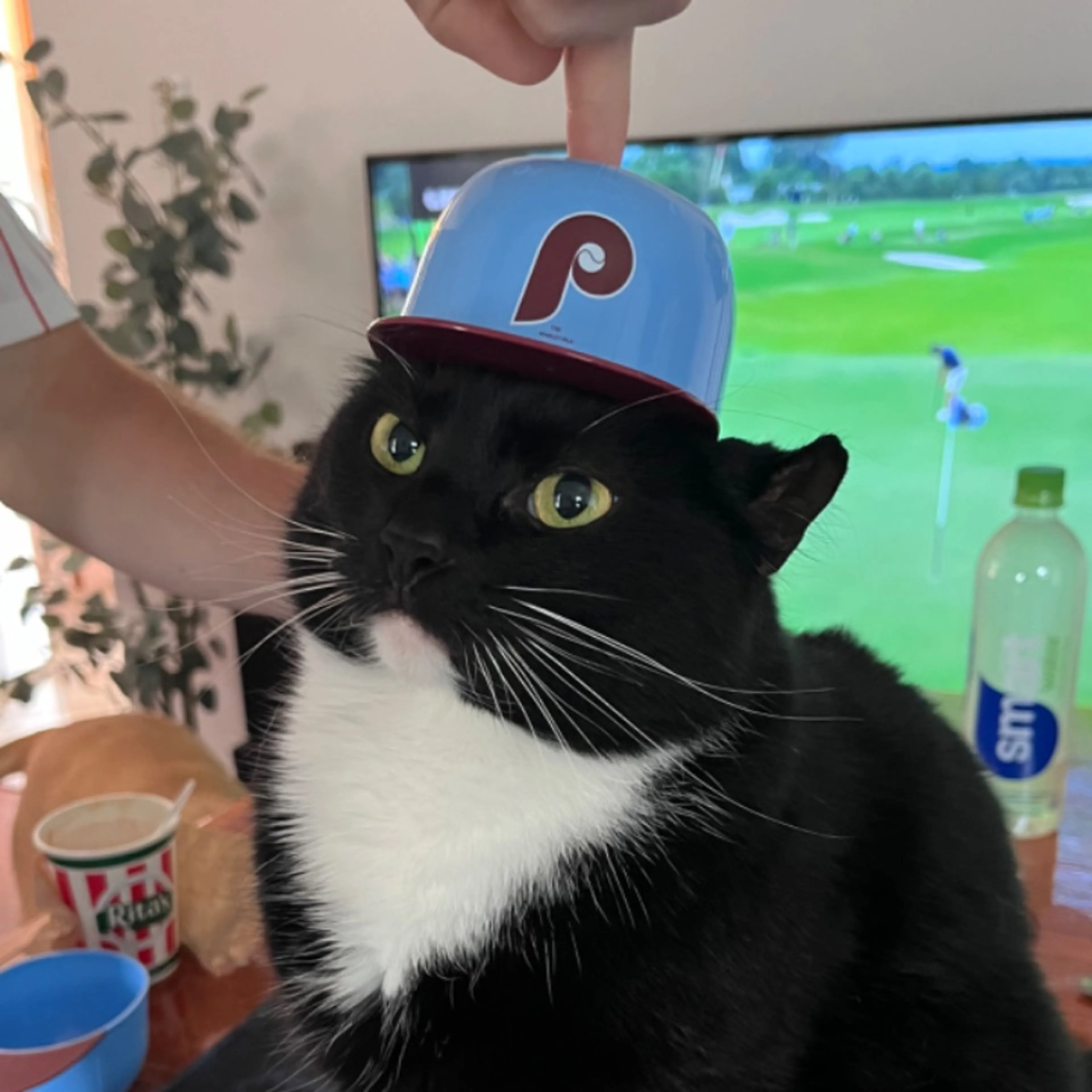 Lost pet