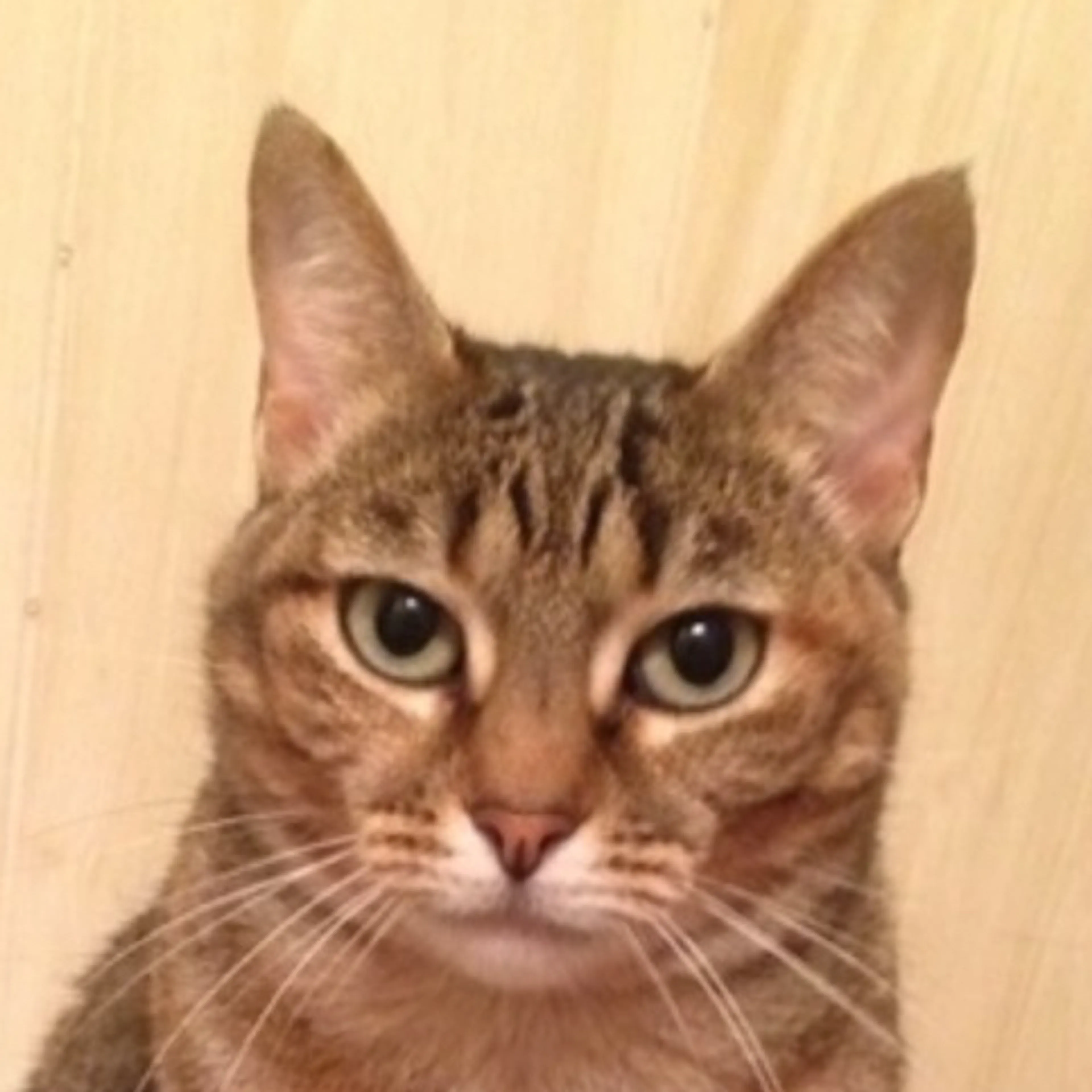 Lost pet-1