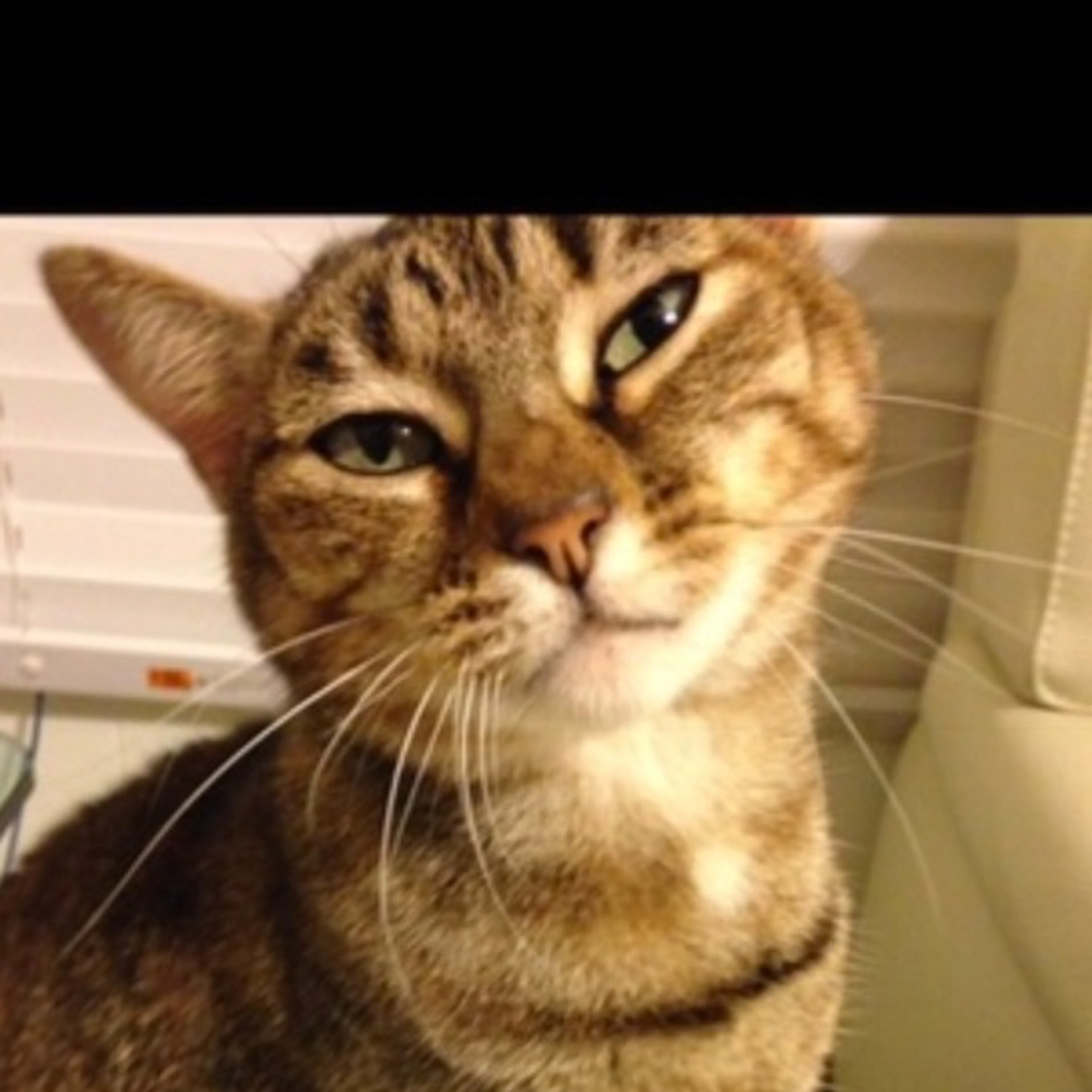 Lost pet-2