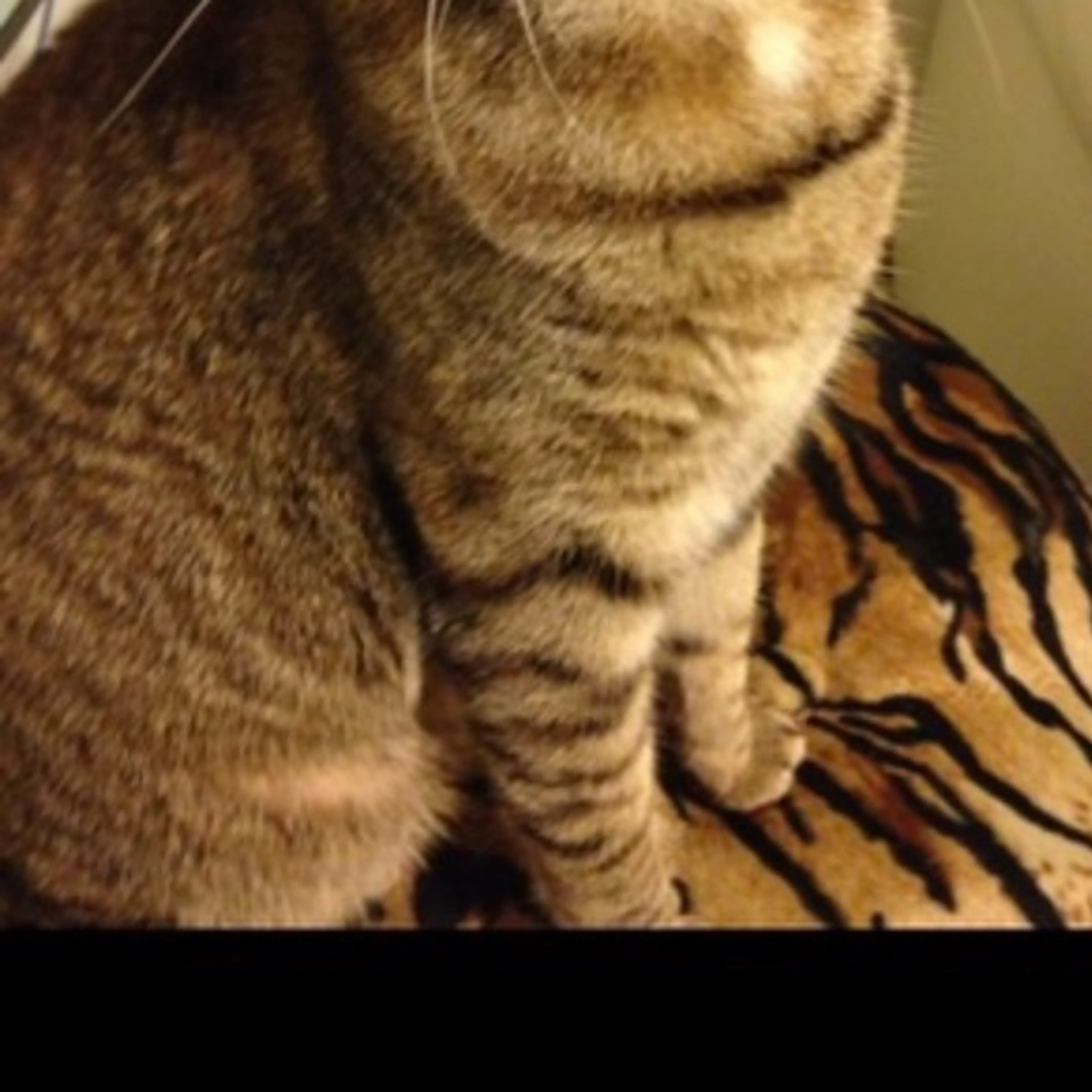 Lost pet-3