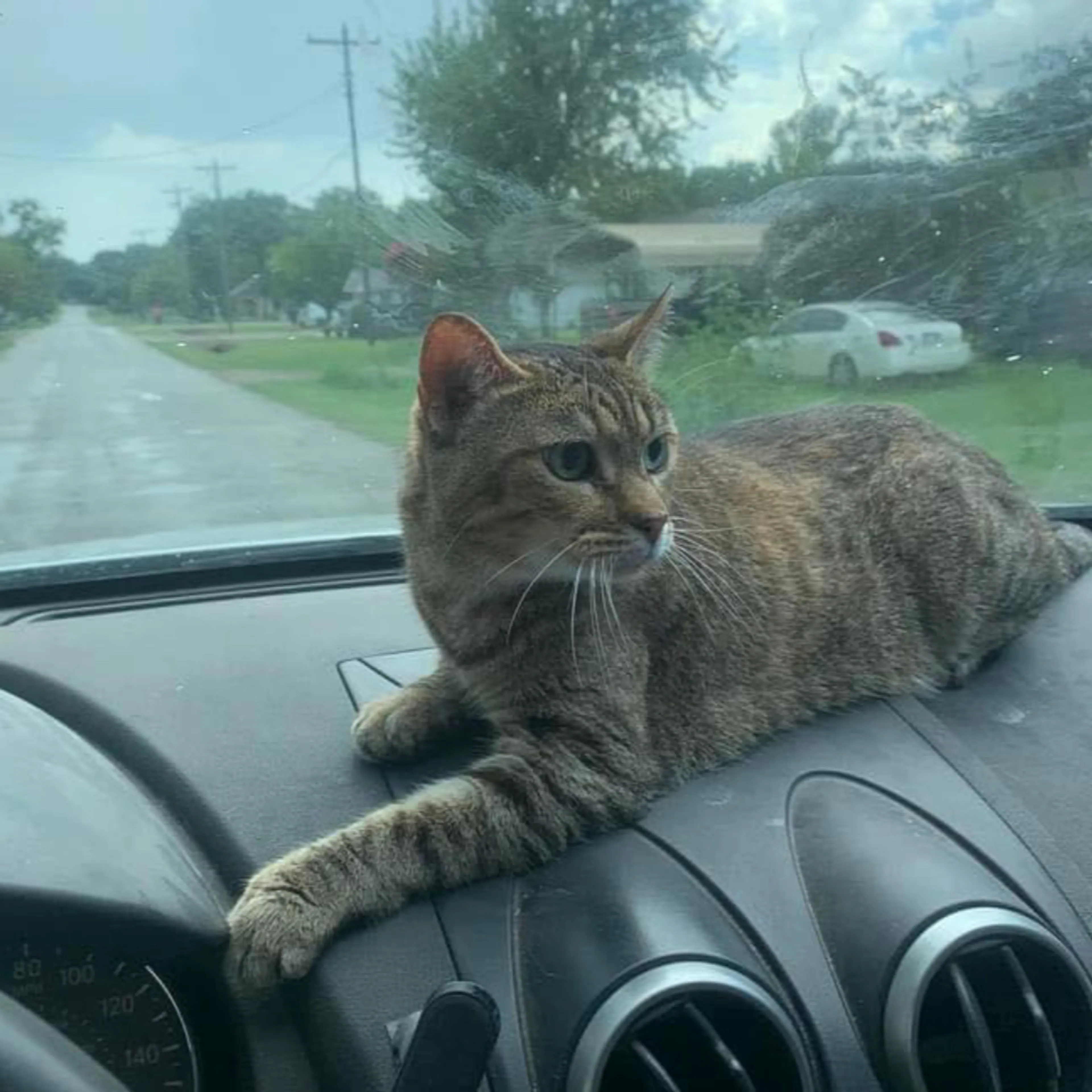 Lost pet-0