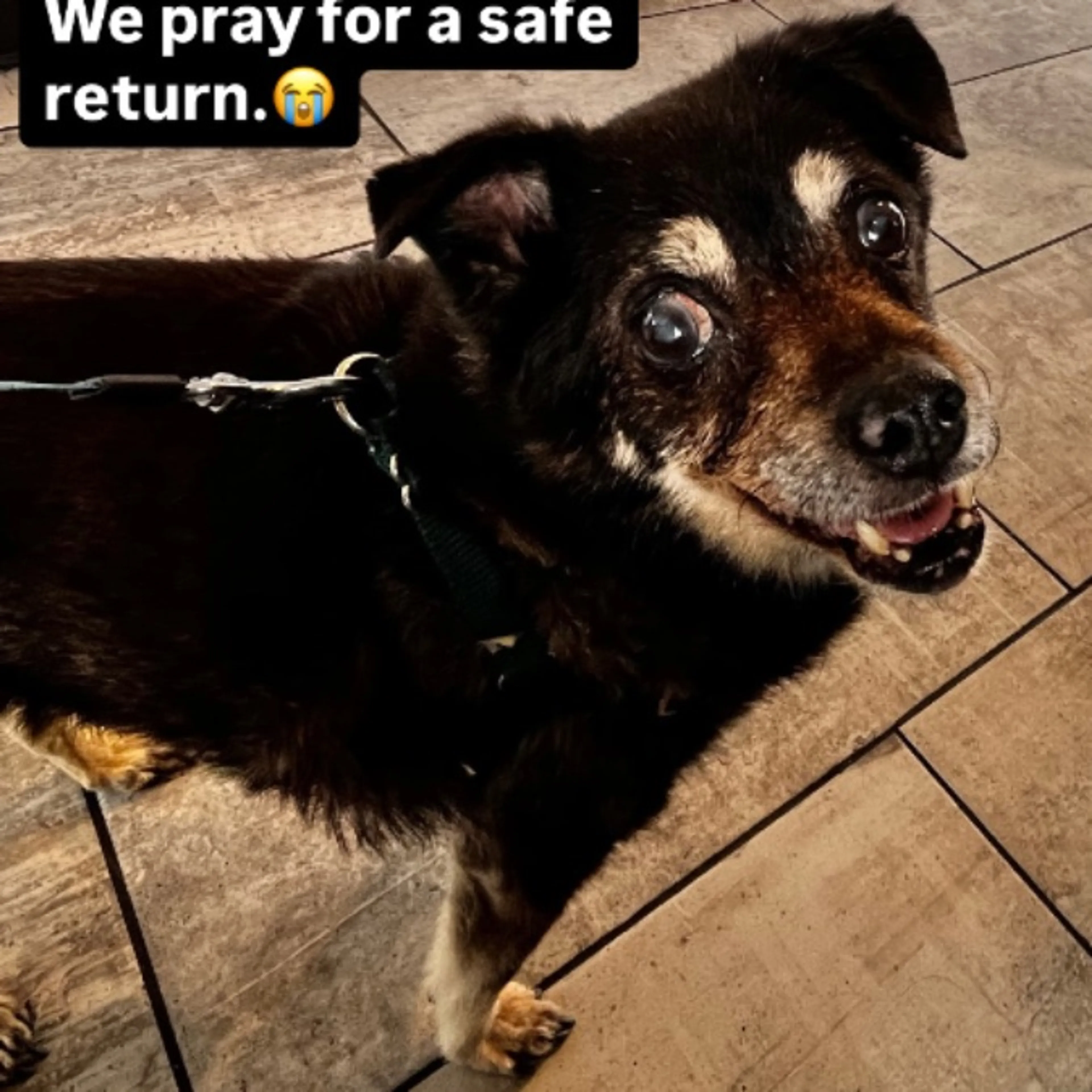 Lost pet