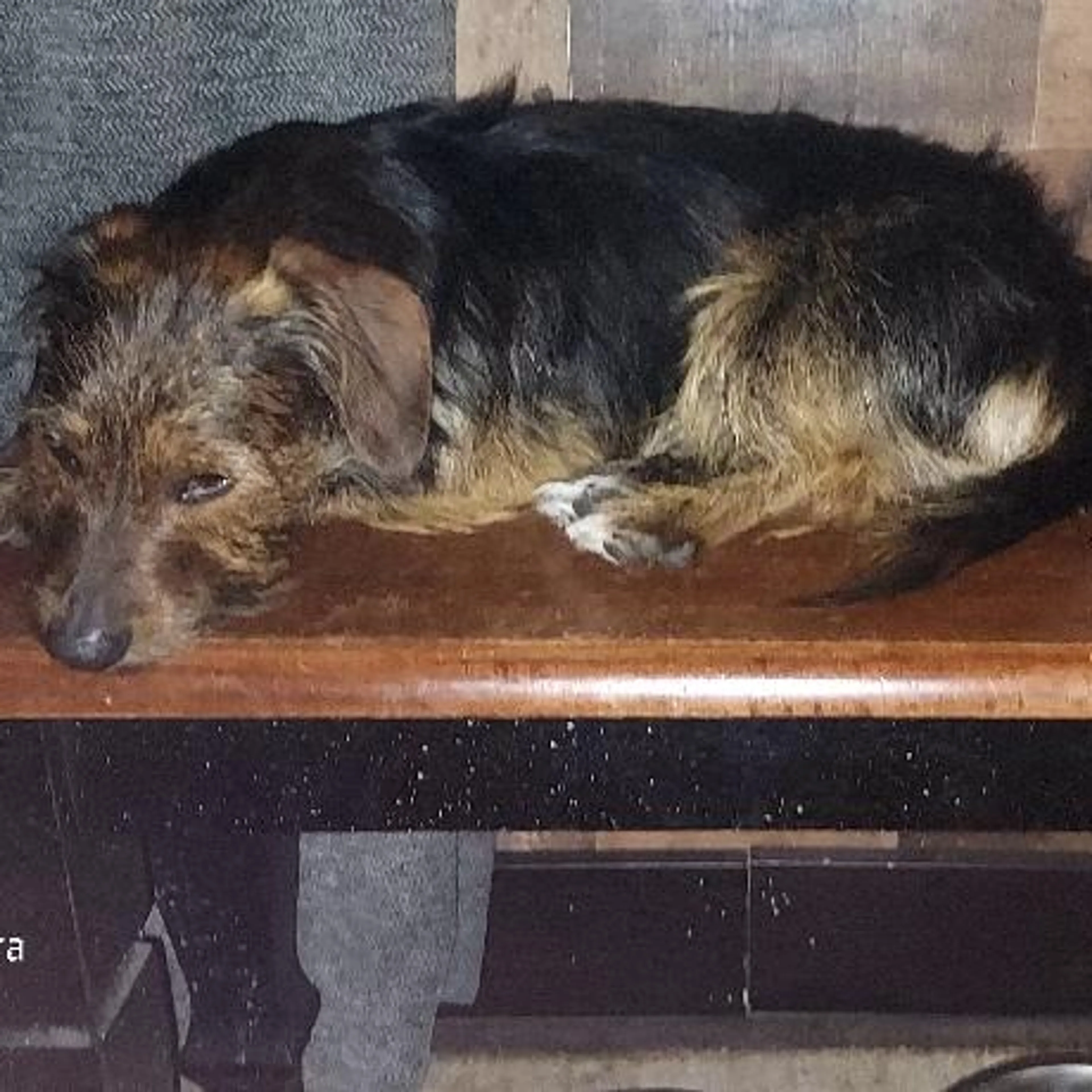 Lost pet-1