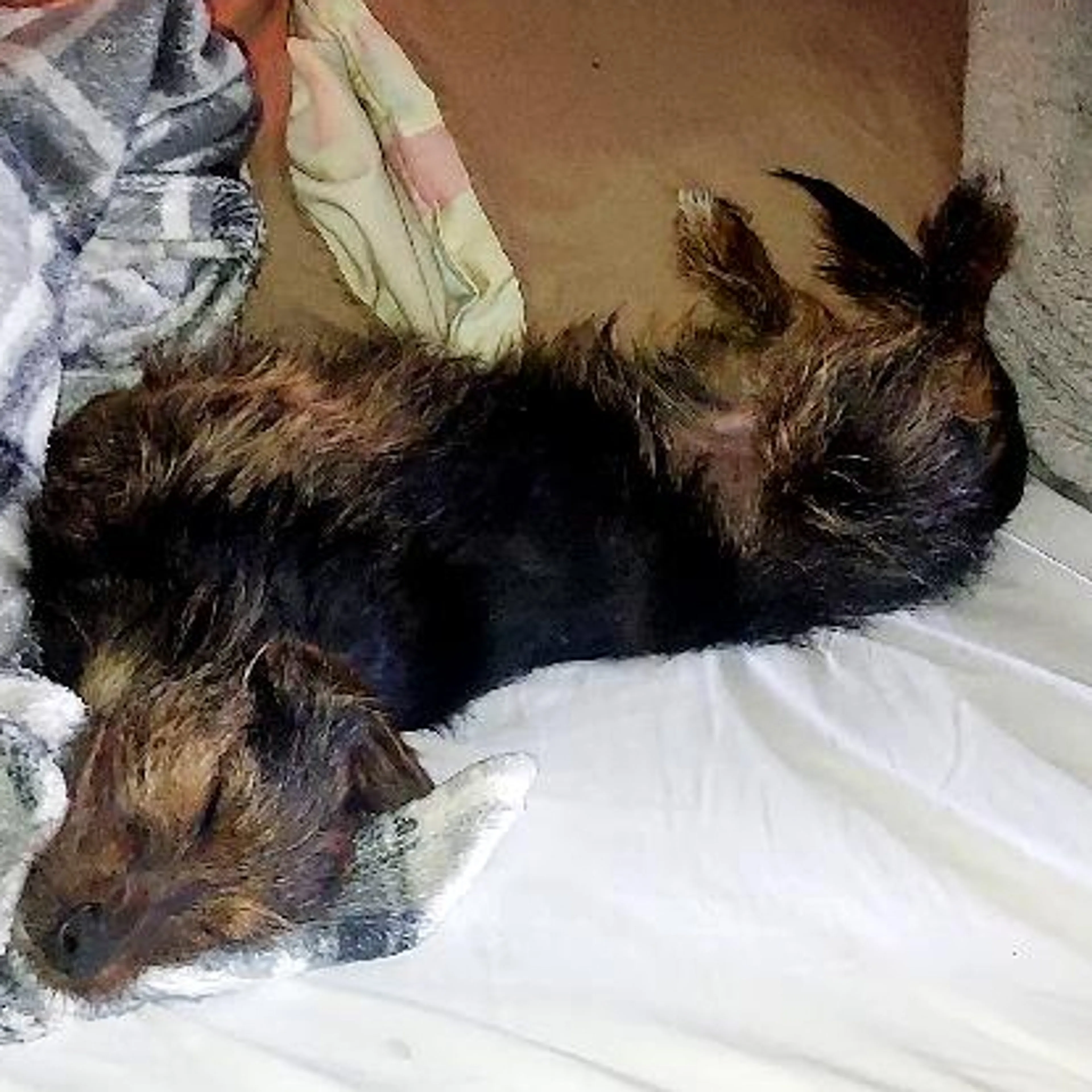 Lost pet-3