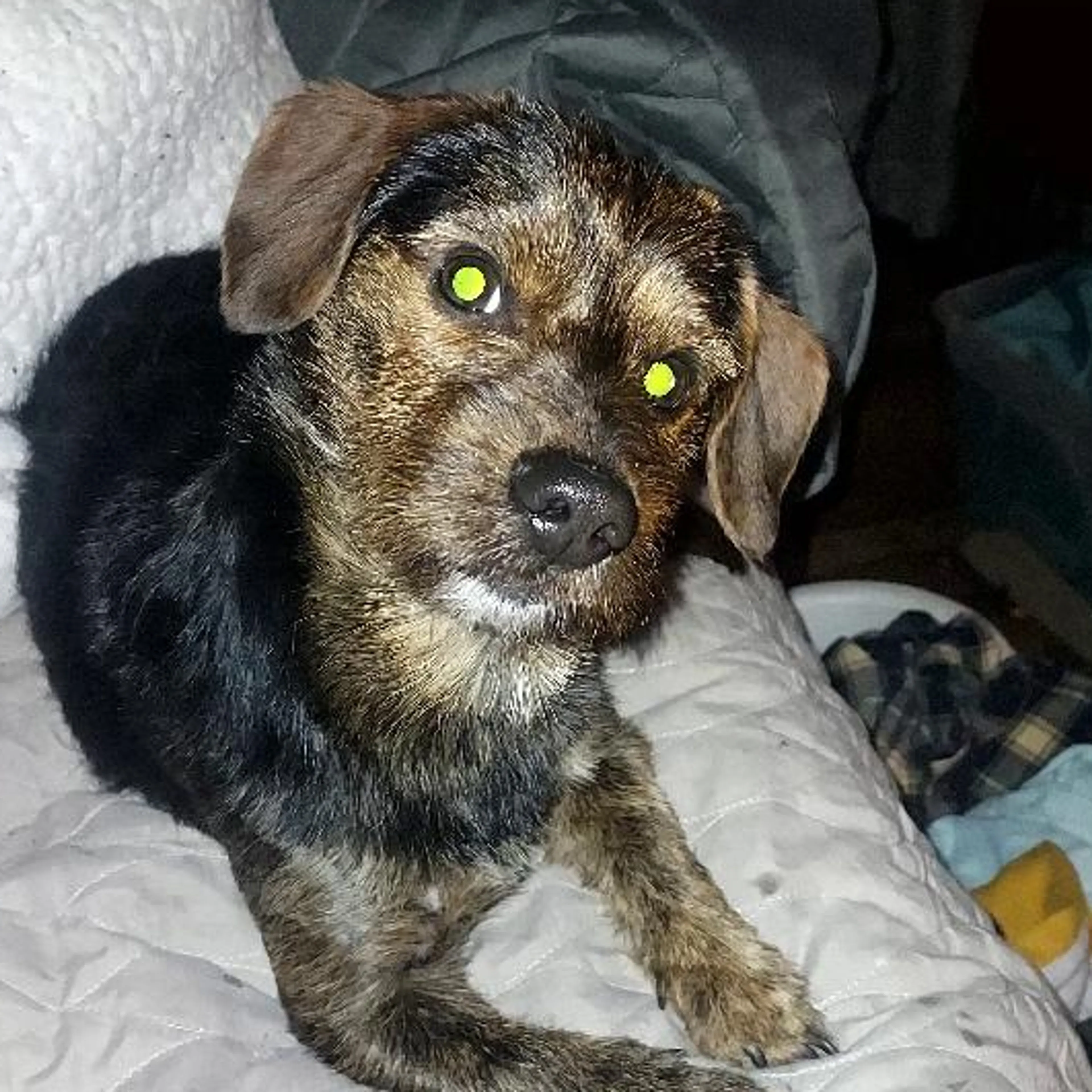 Lost pet-2