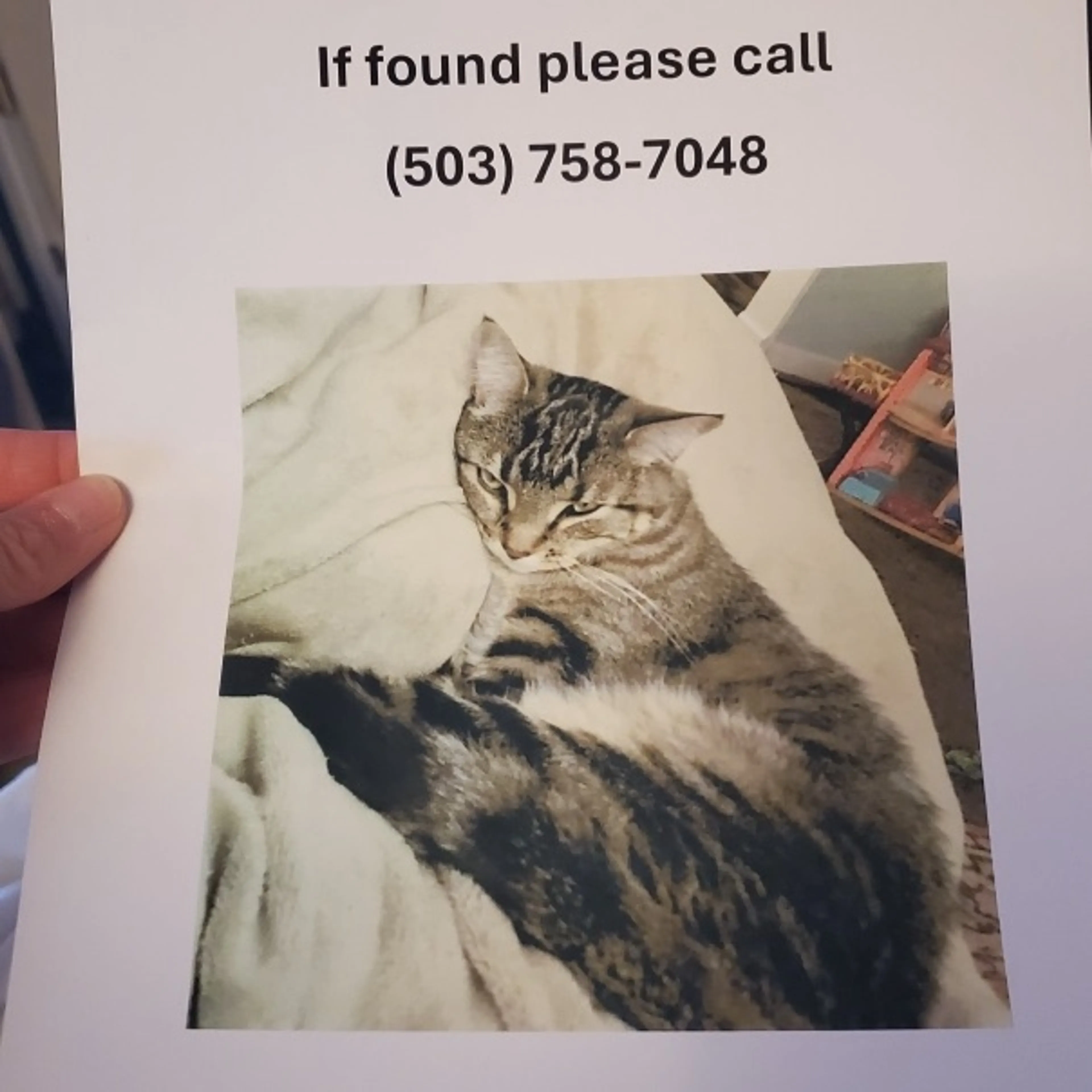 Lost pet