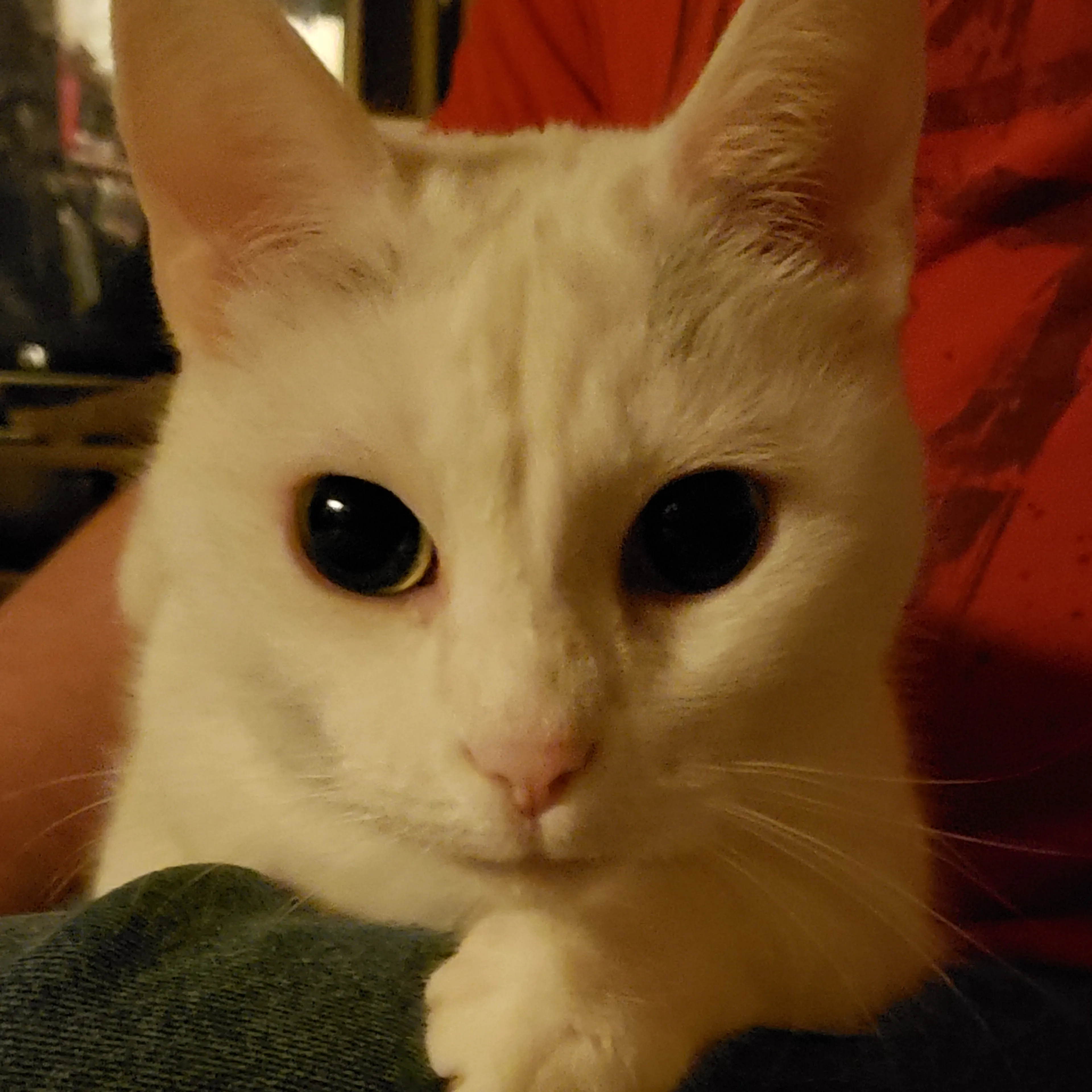 Lost pet-2