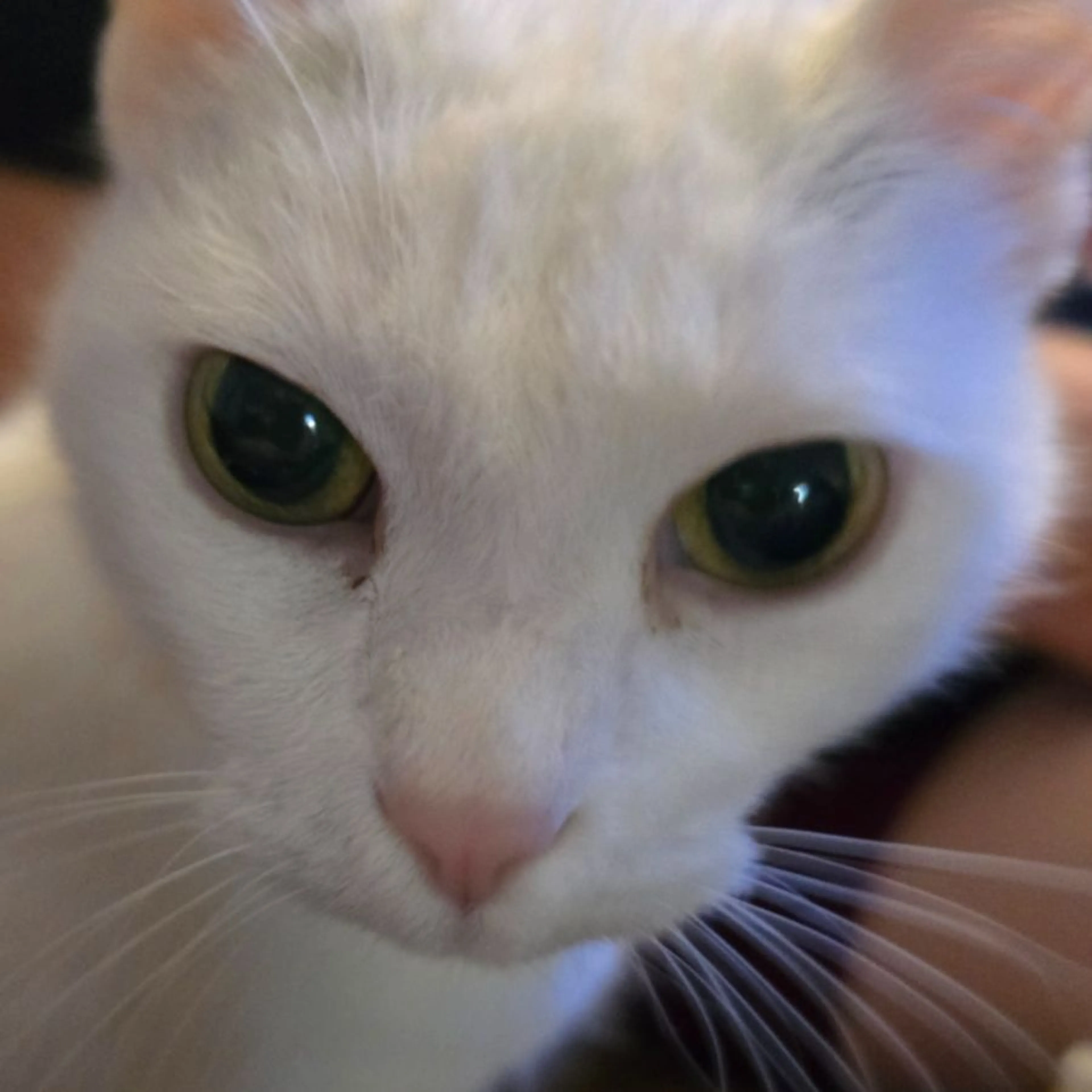 Lost pet-0