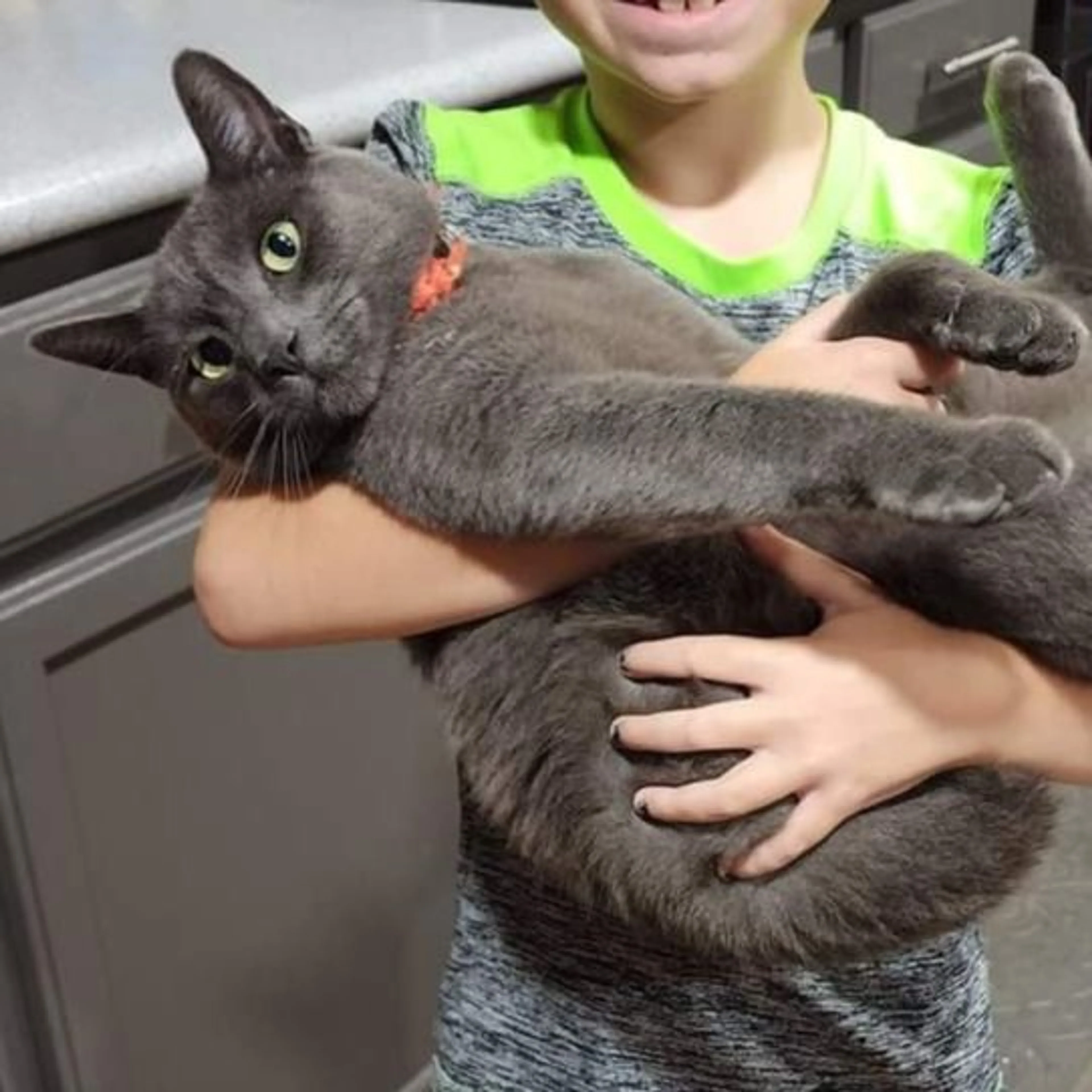 Lost pet-0