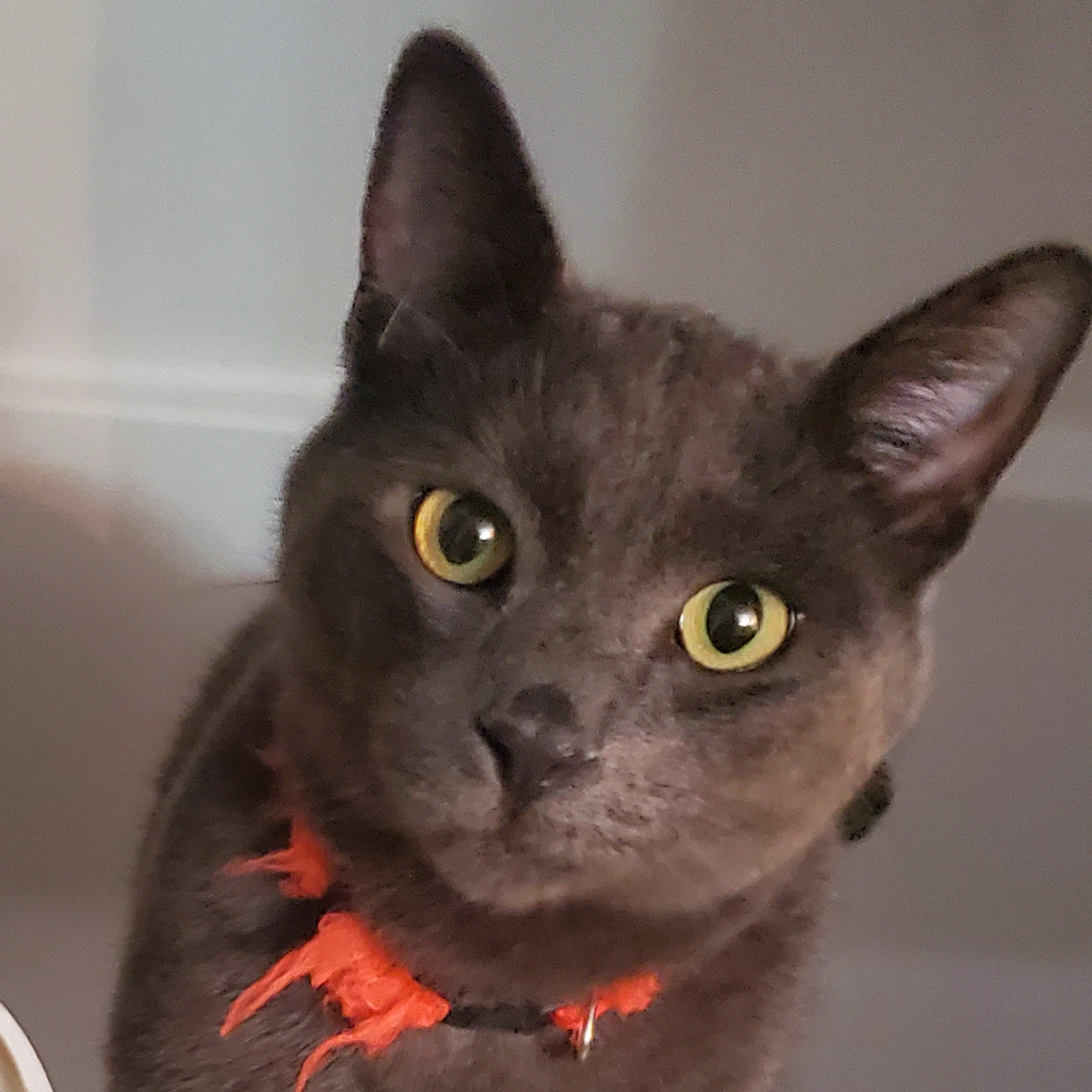 Lost pet-2