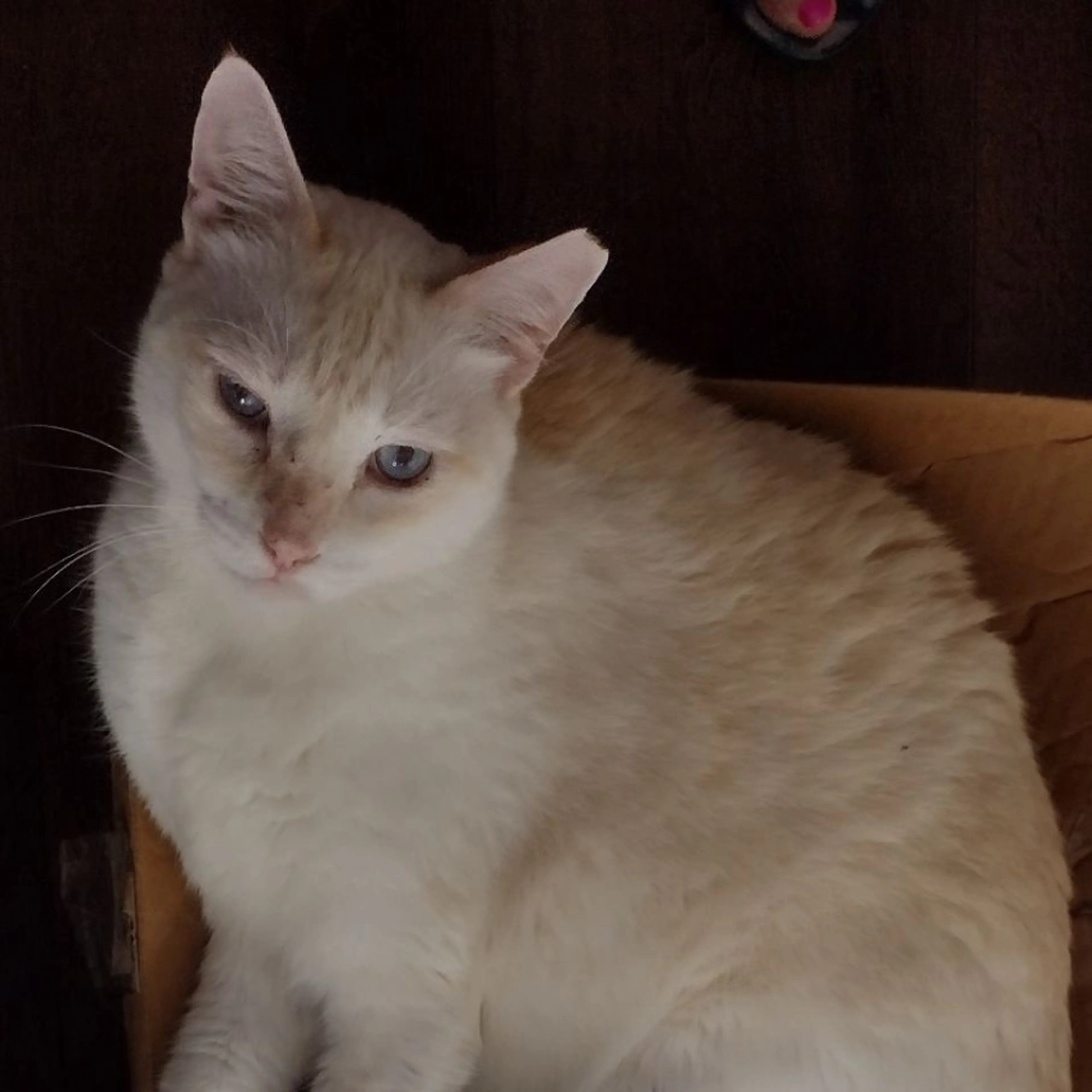 Lost pet