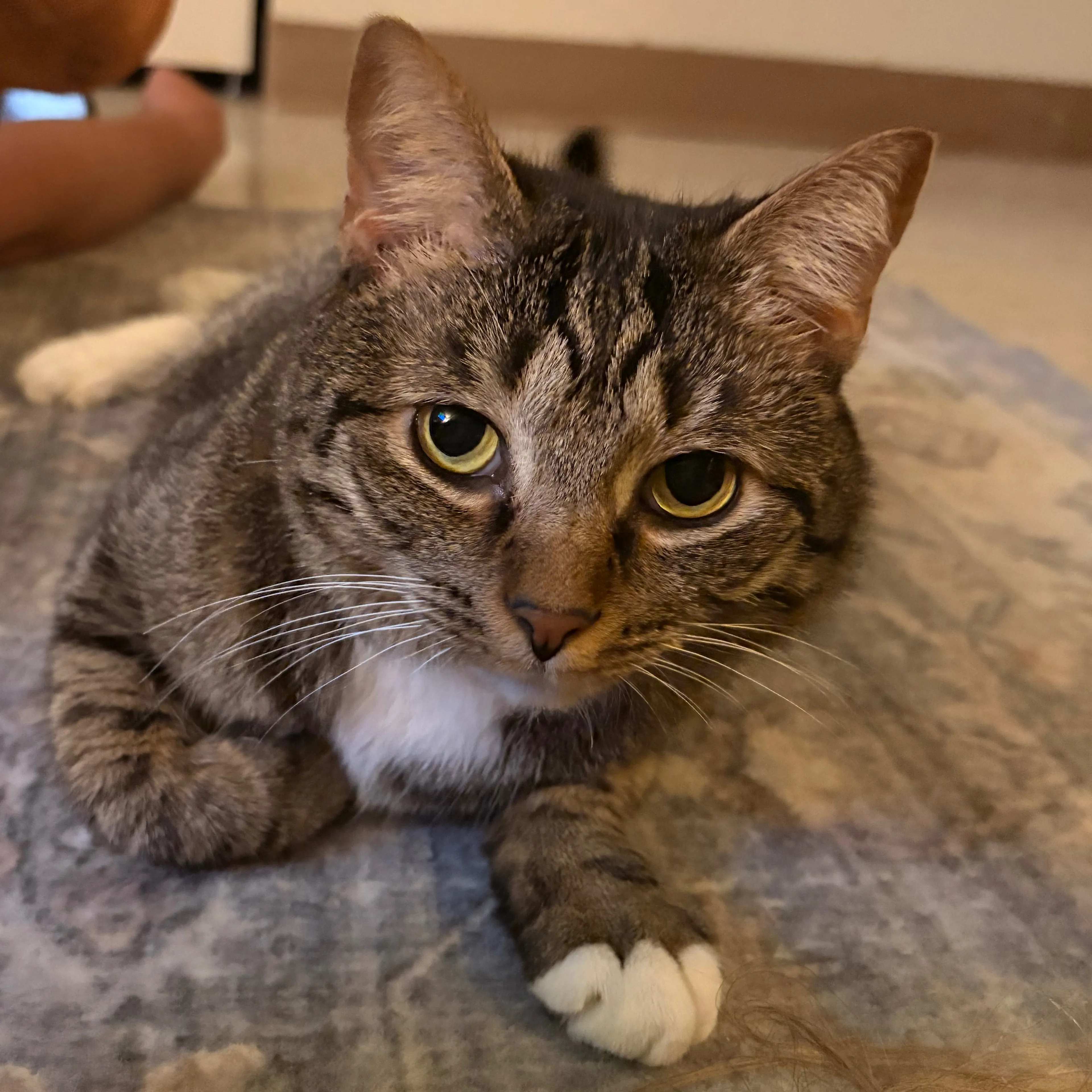 Lost pet-2