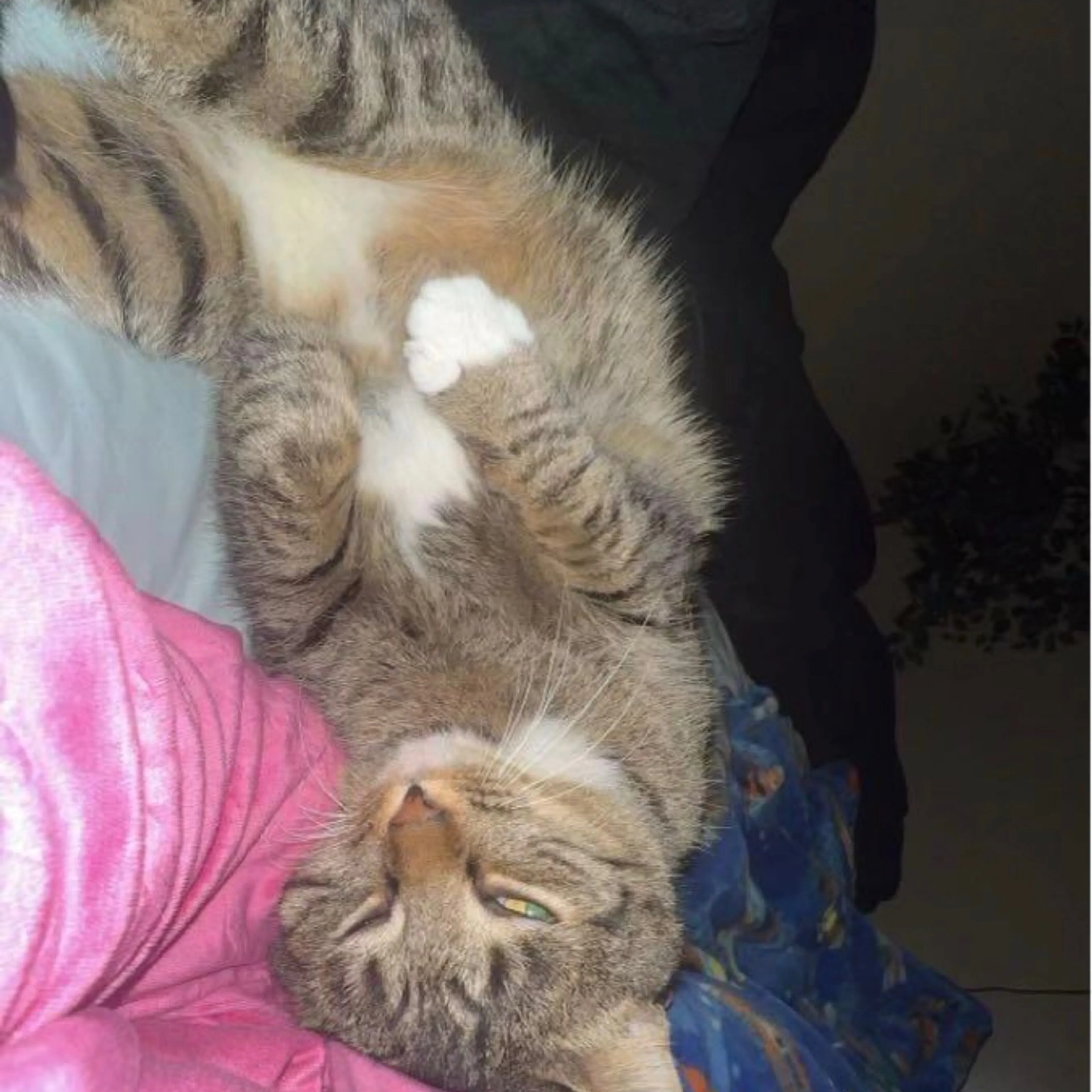 Lost pet-3