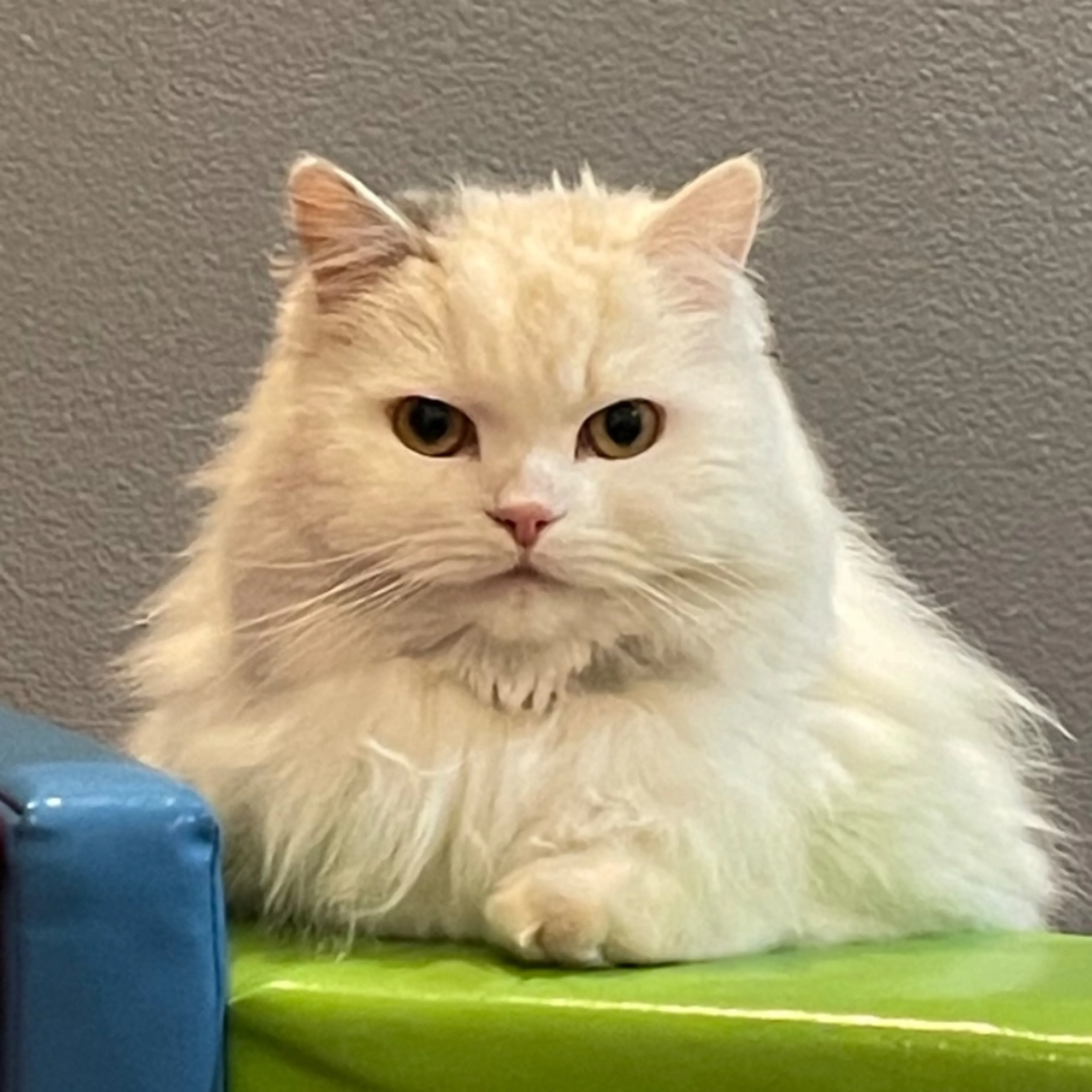 Lost pet