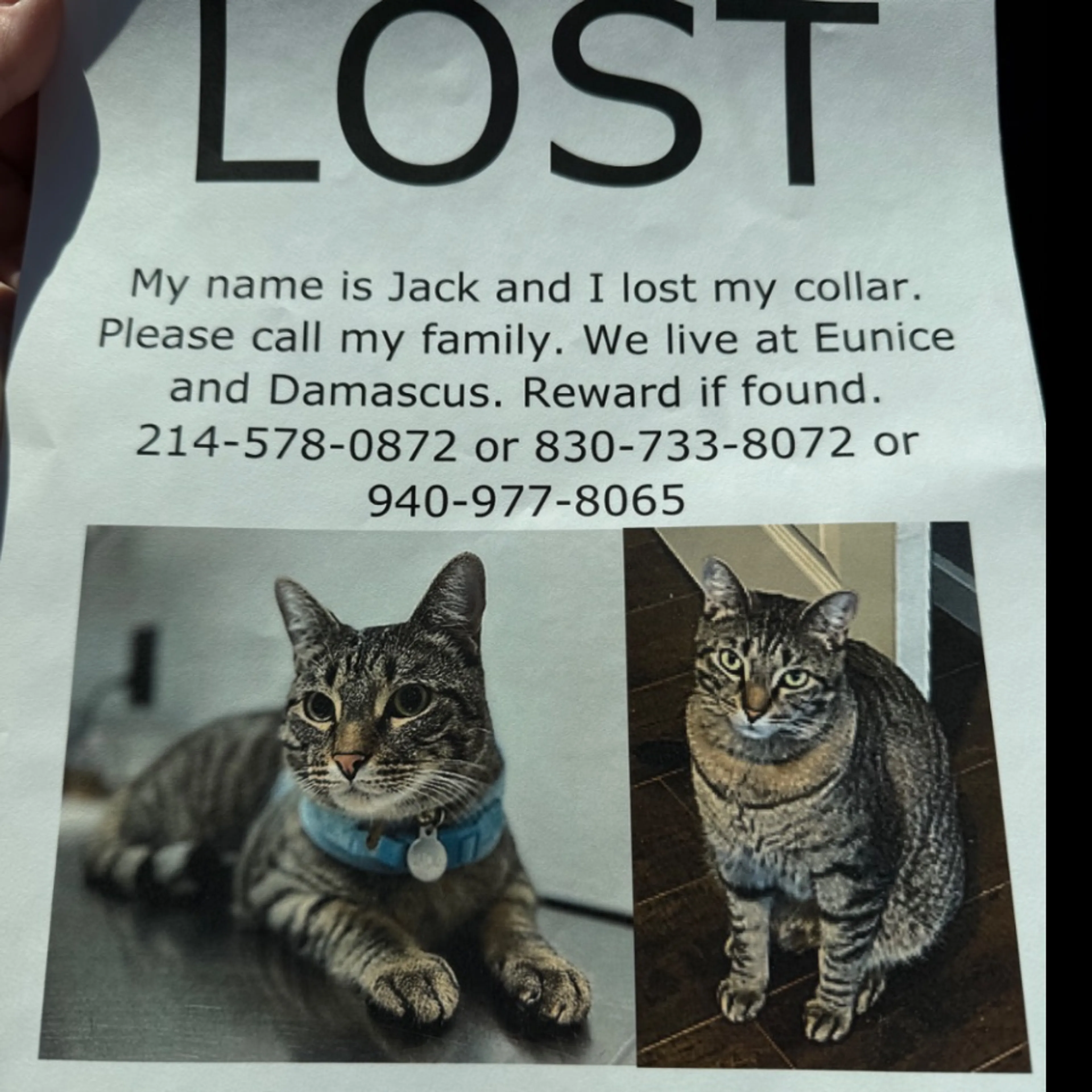 Lost pet