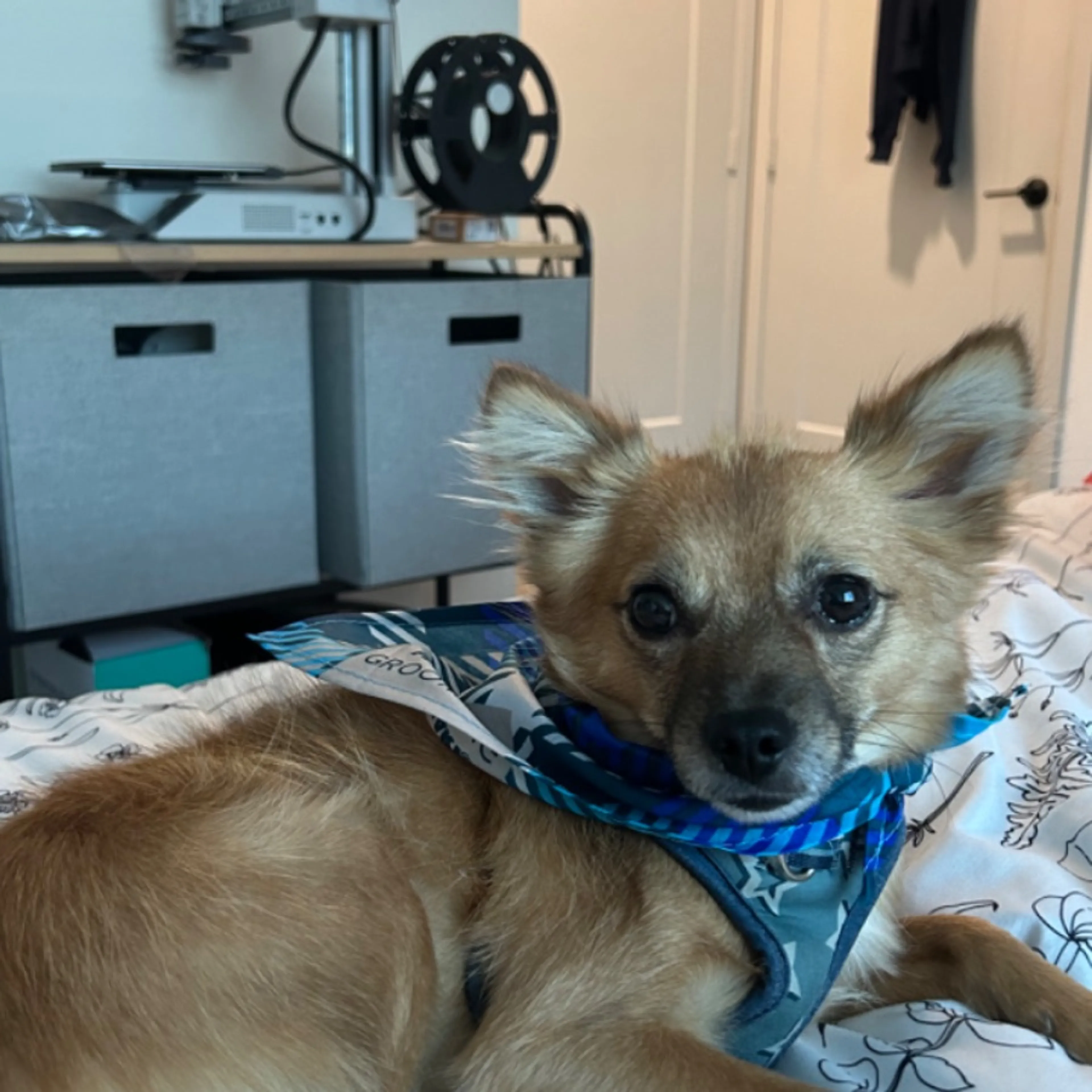 Lost pet