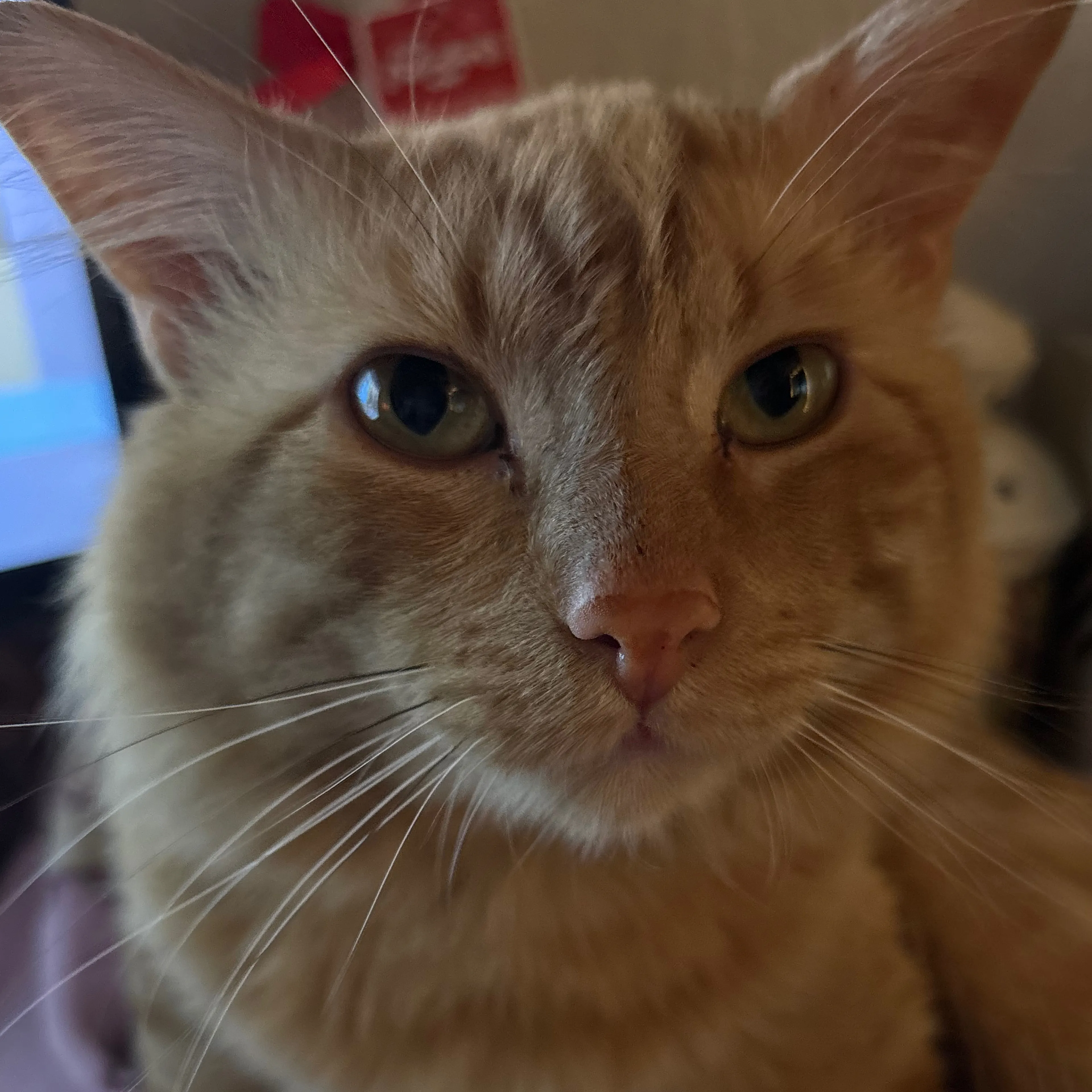 Lost pet-2