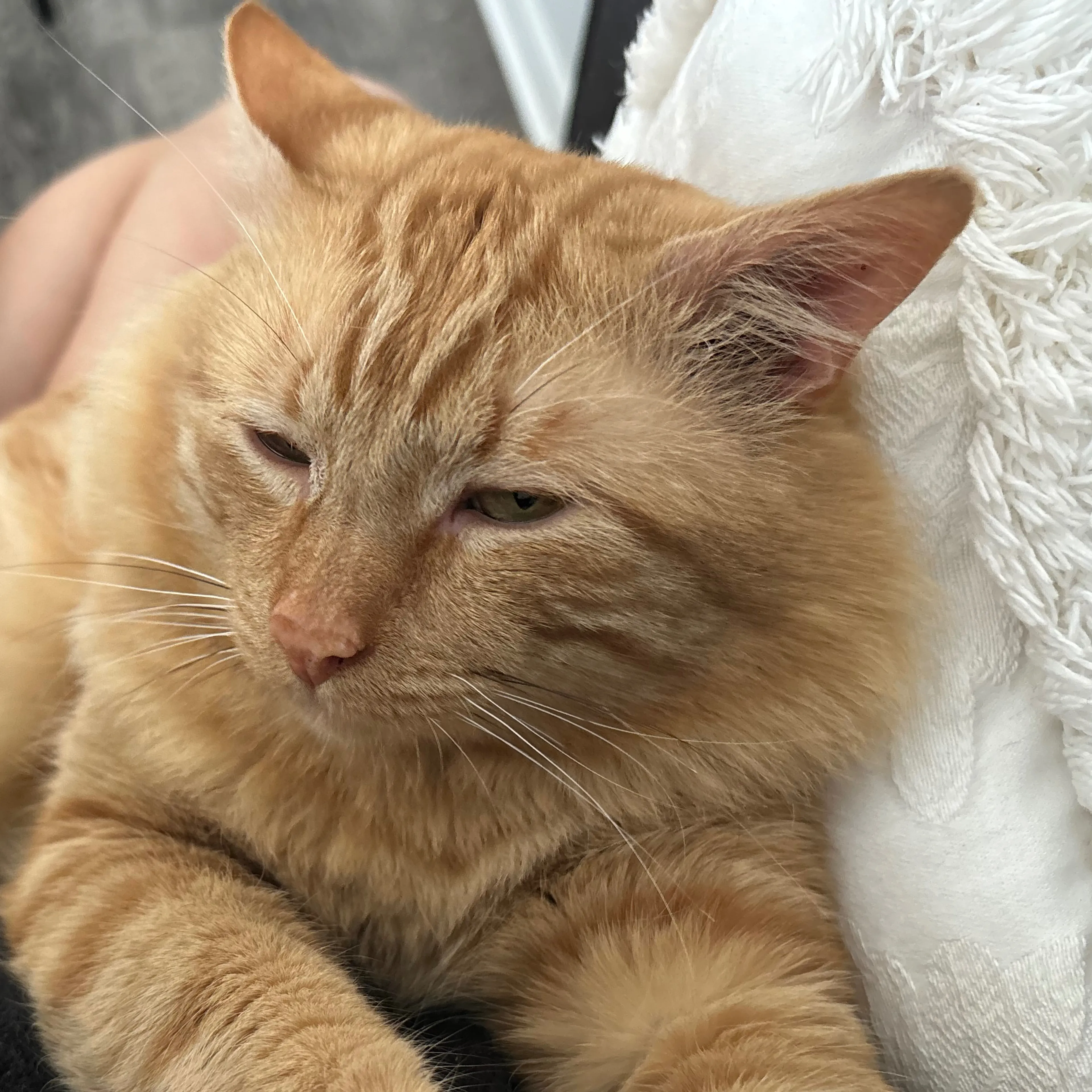 Lost pet-3