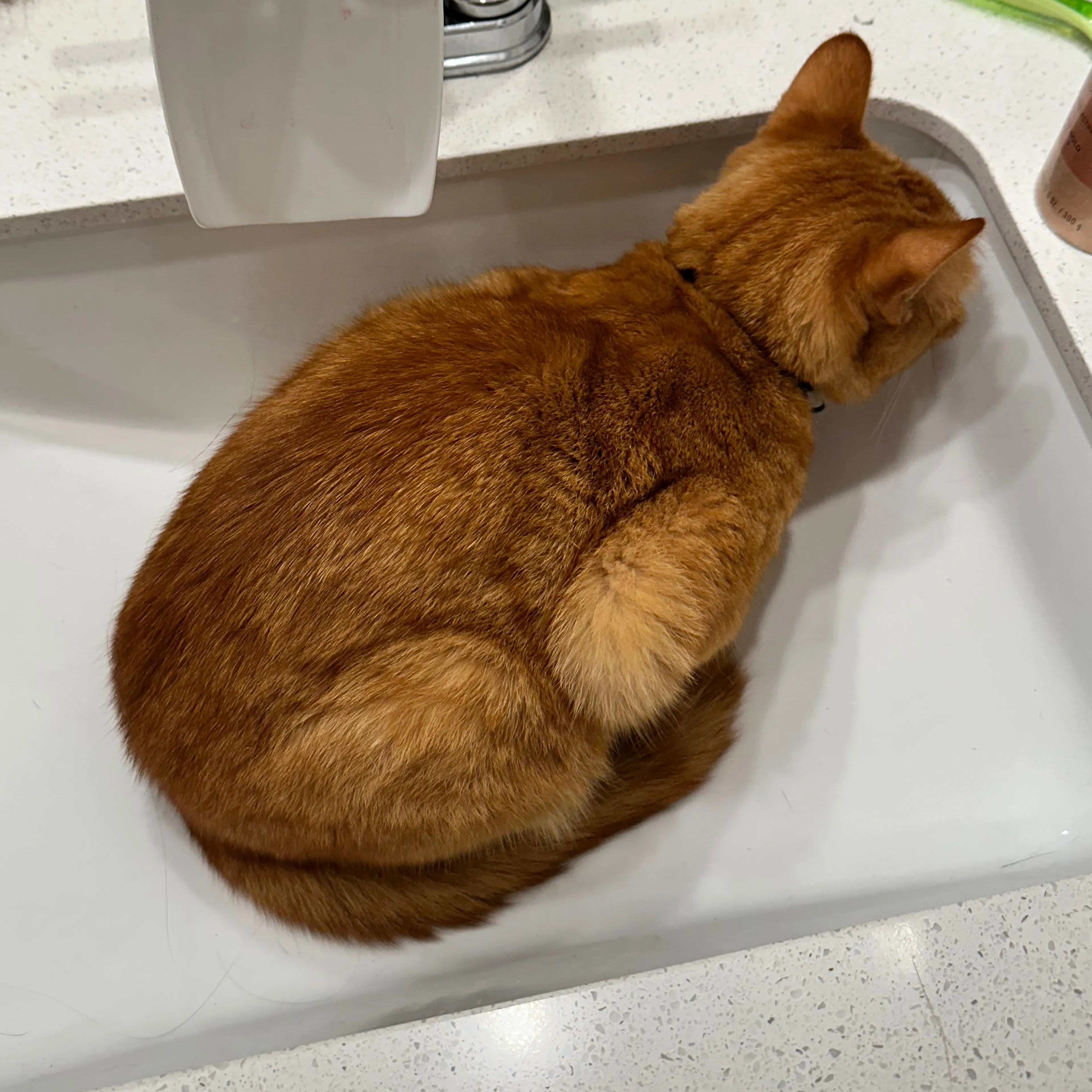 Lost pet-1