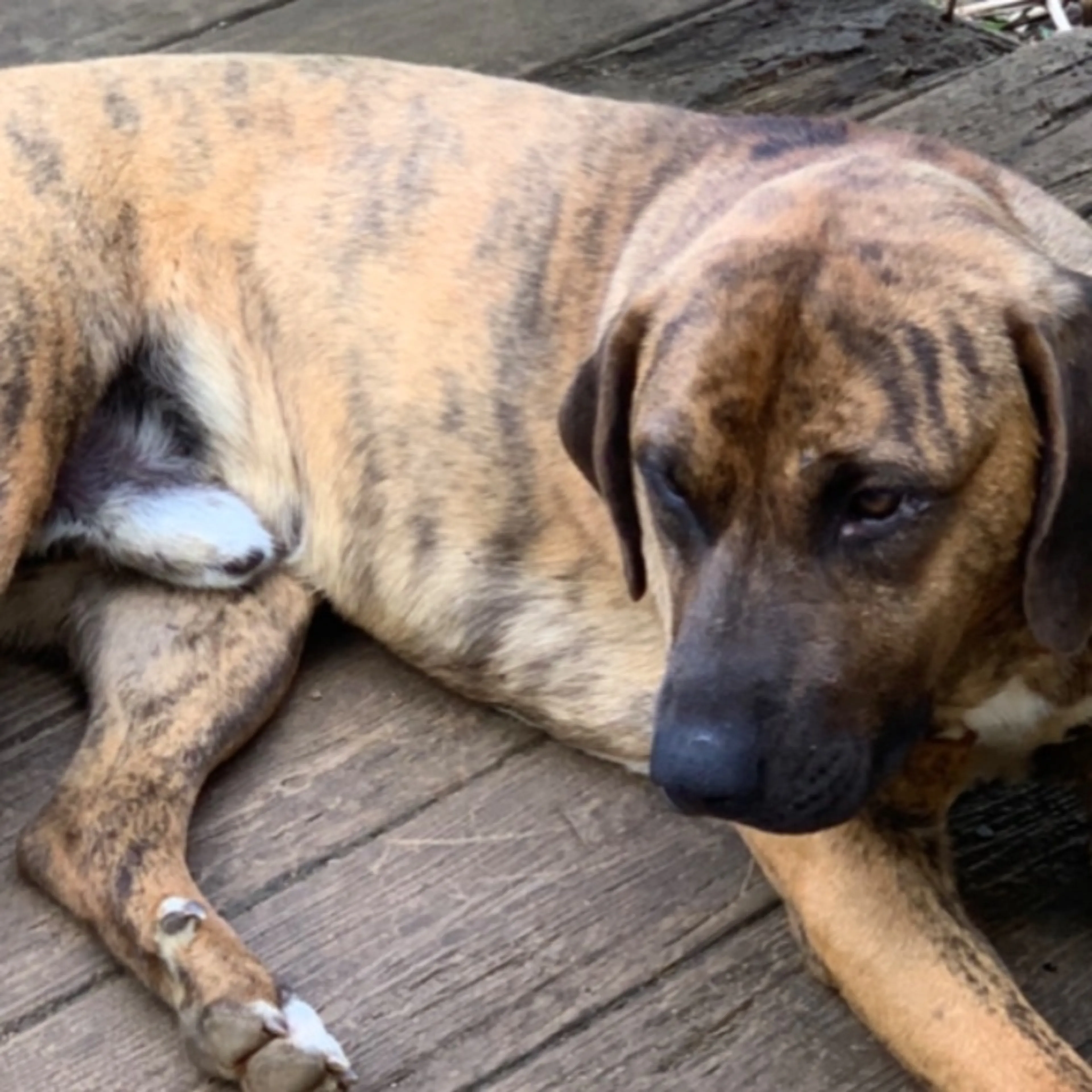 Lost pet