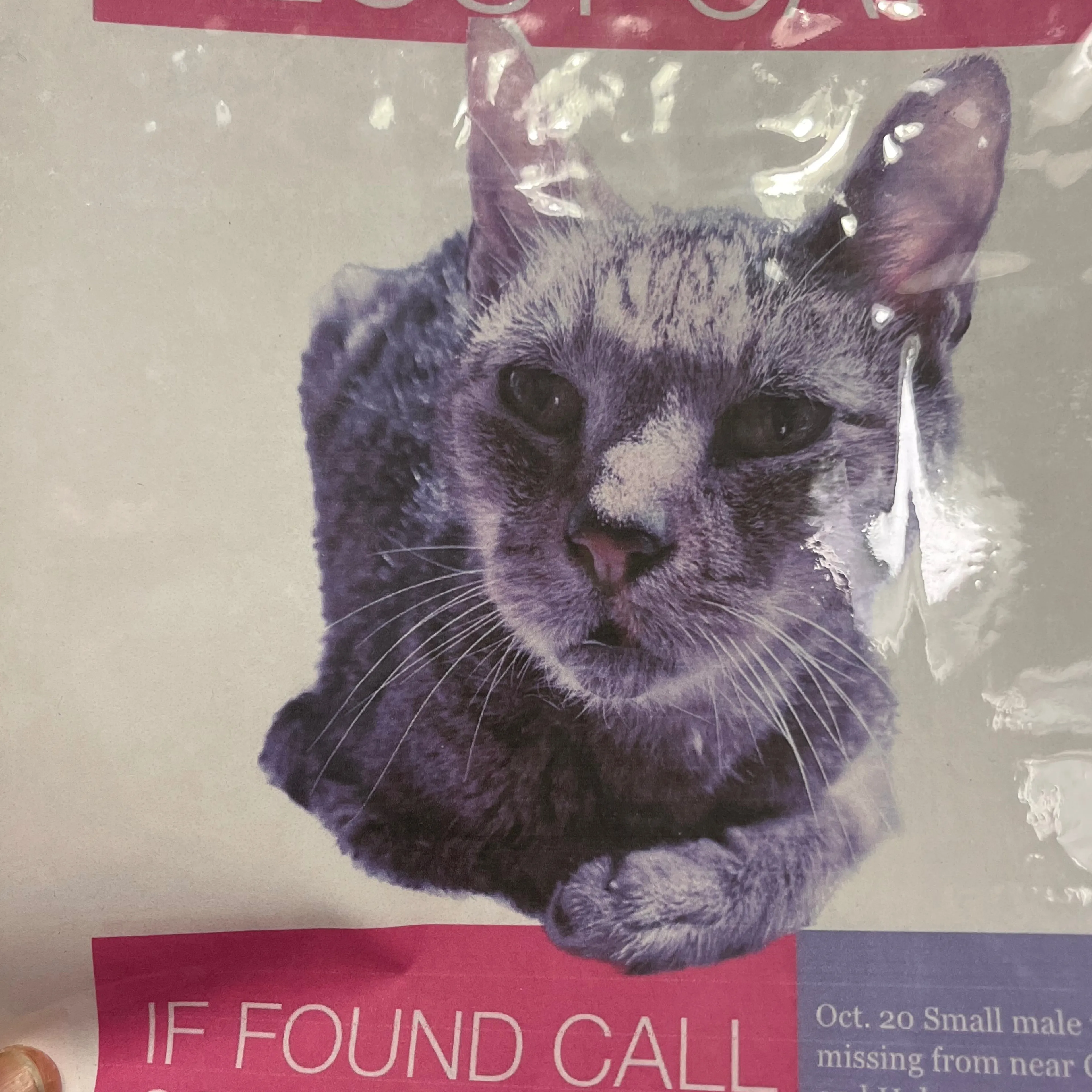 Lost pet