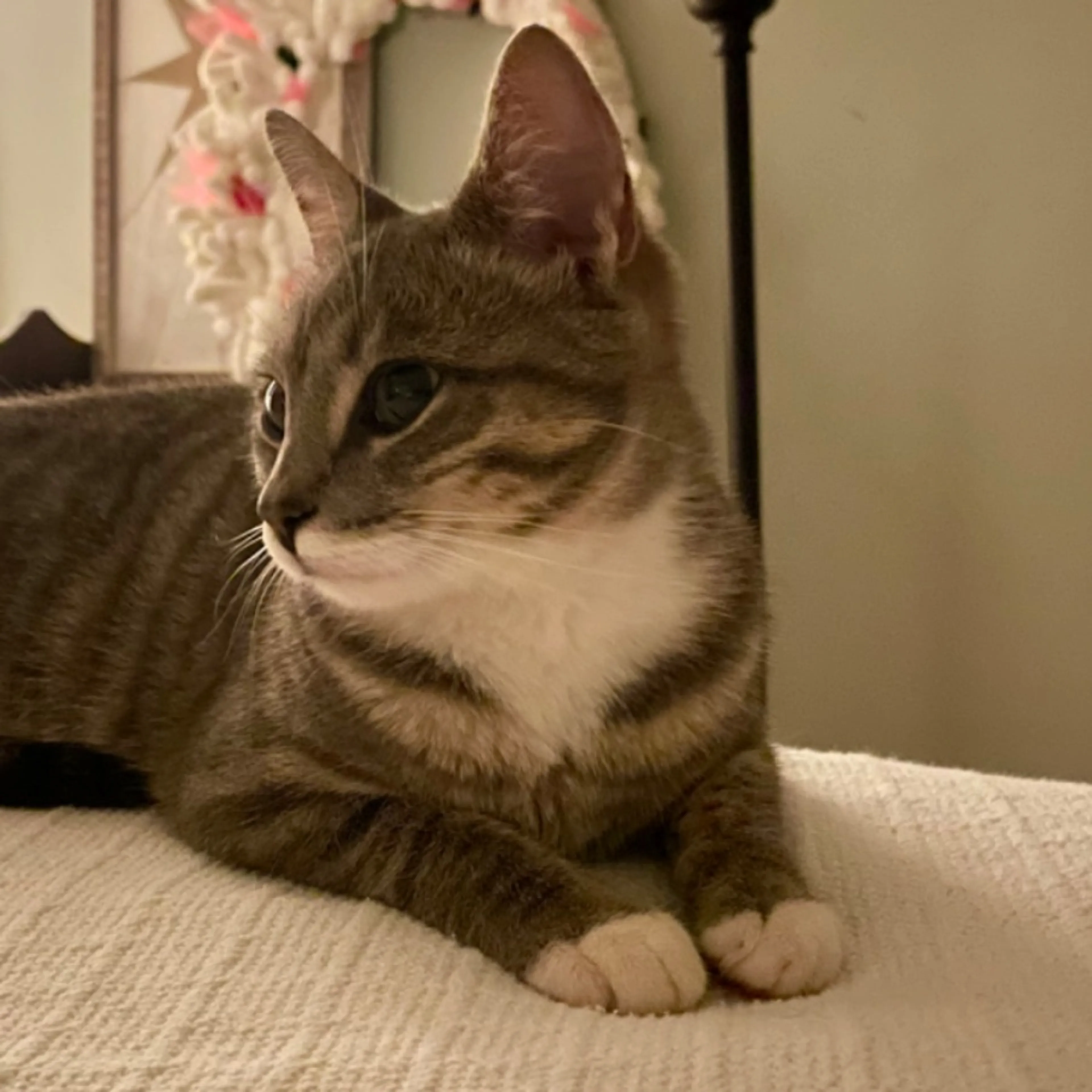 Lost pet