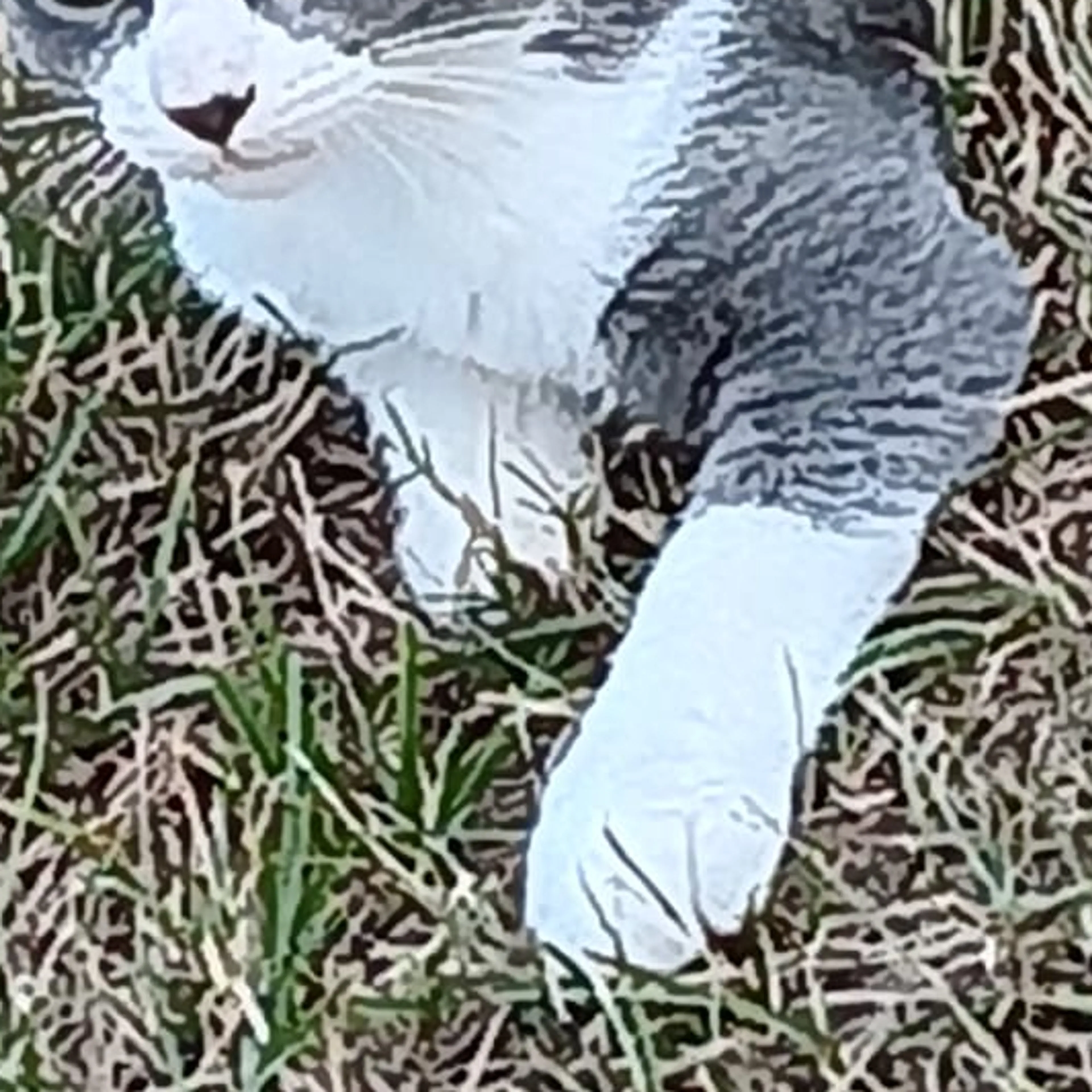 Lost pet-3