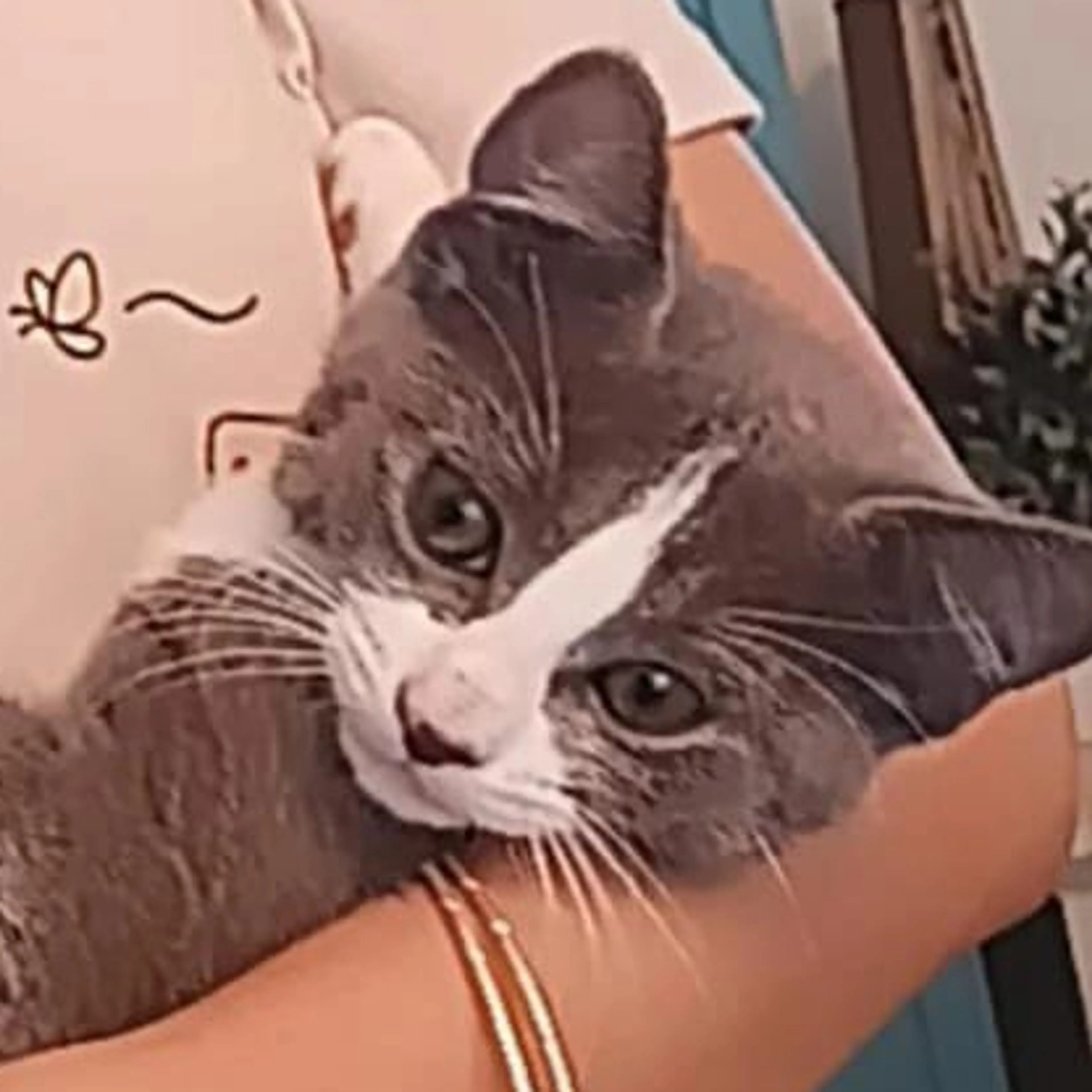 Lost pet-2