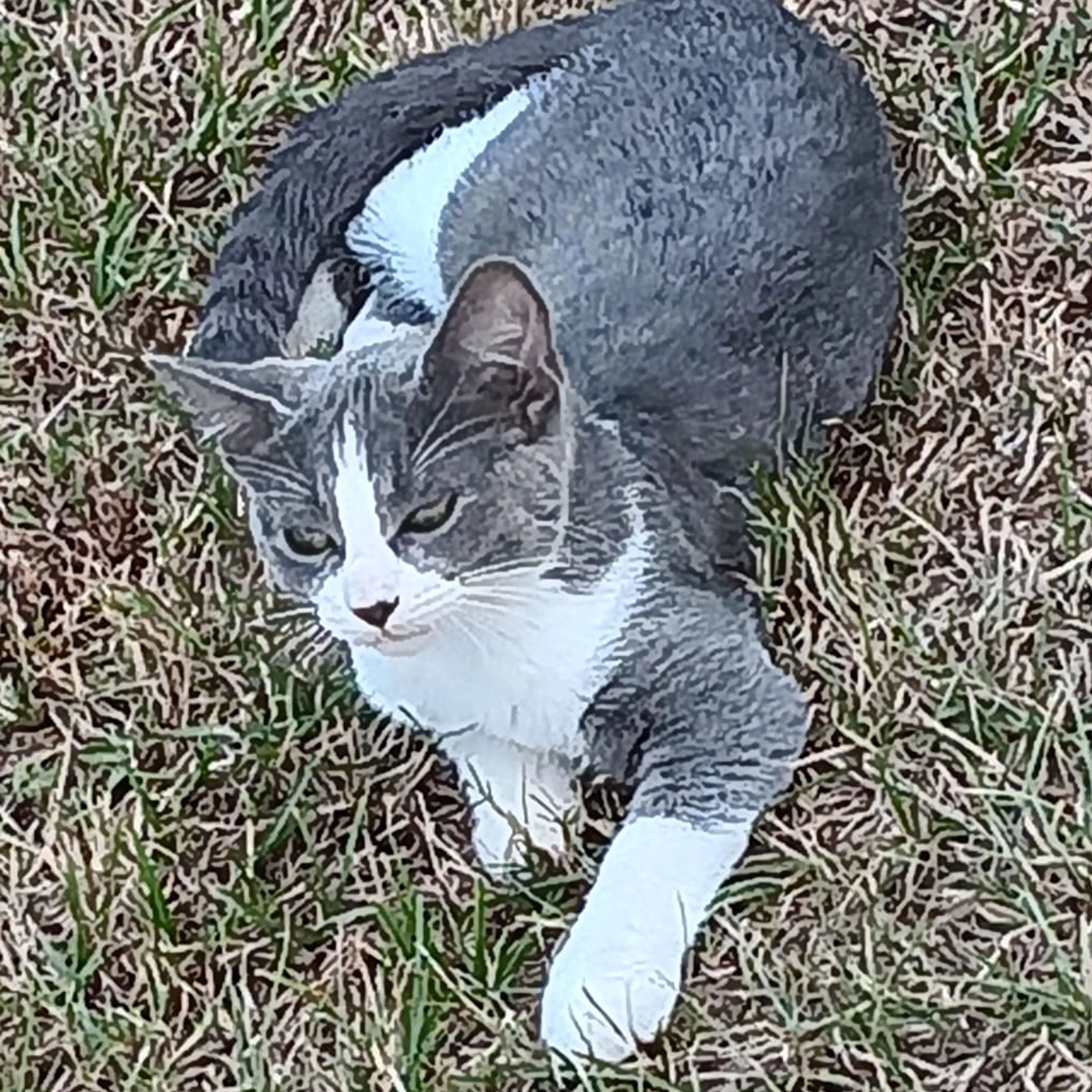 Lost pet-1
