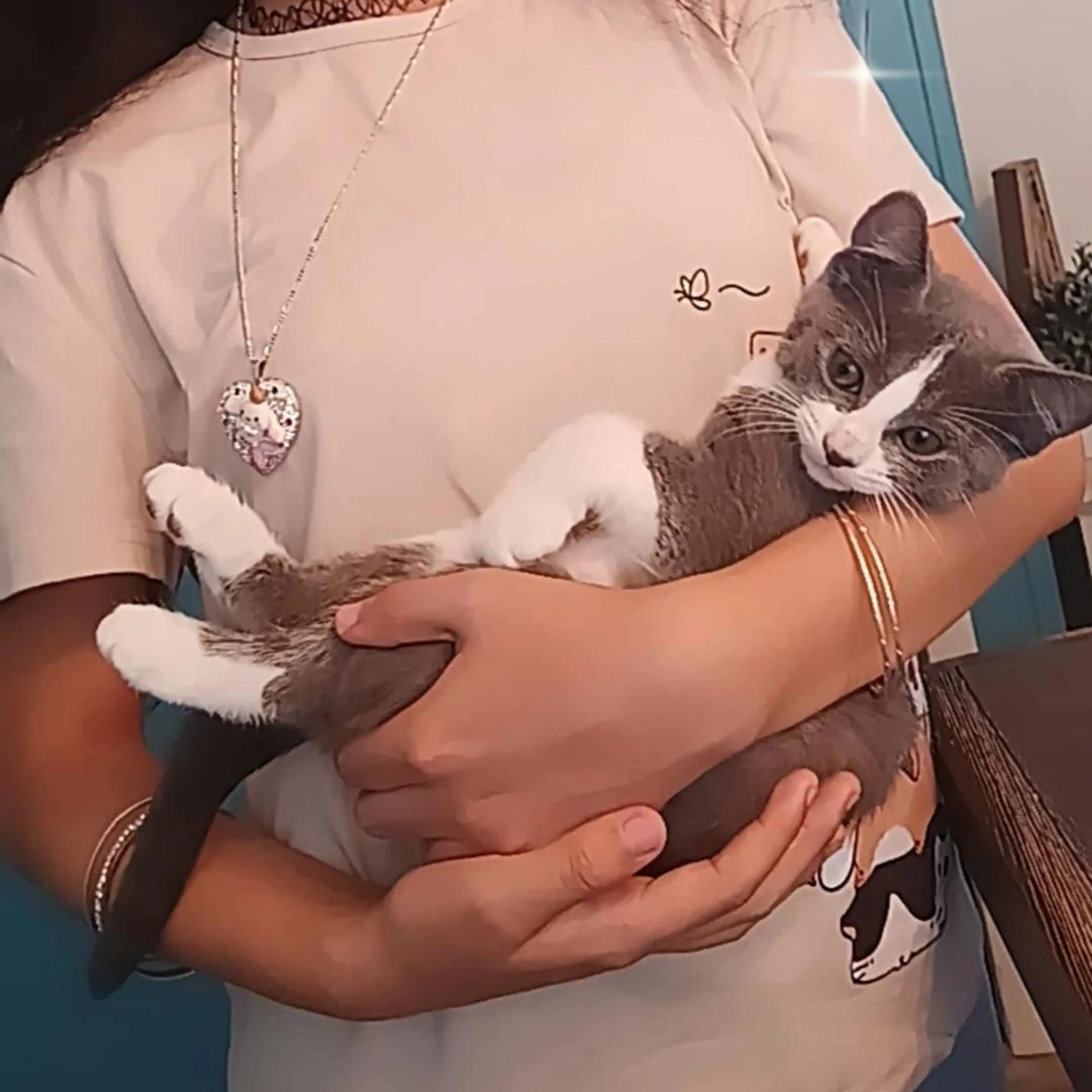 Lost pet-0