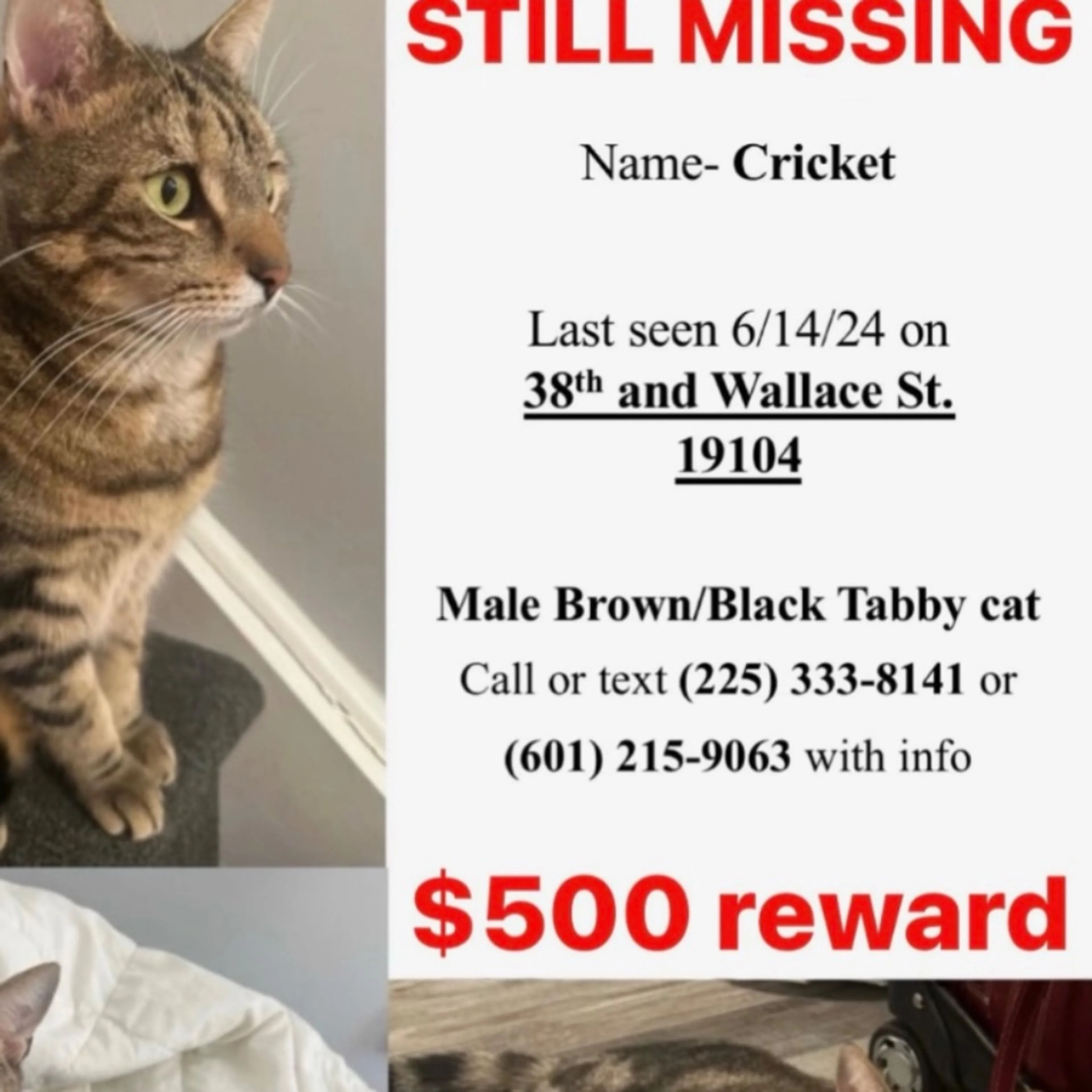 Lost pet