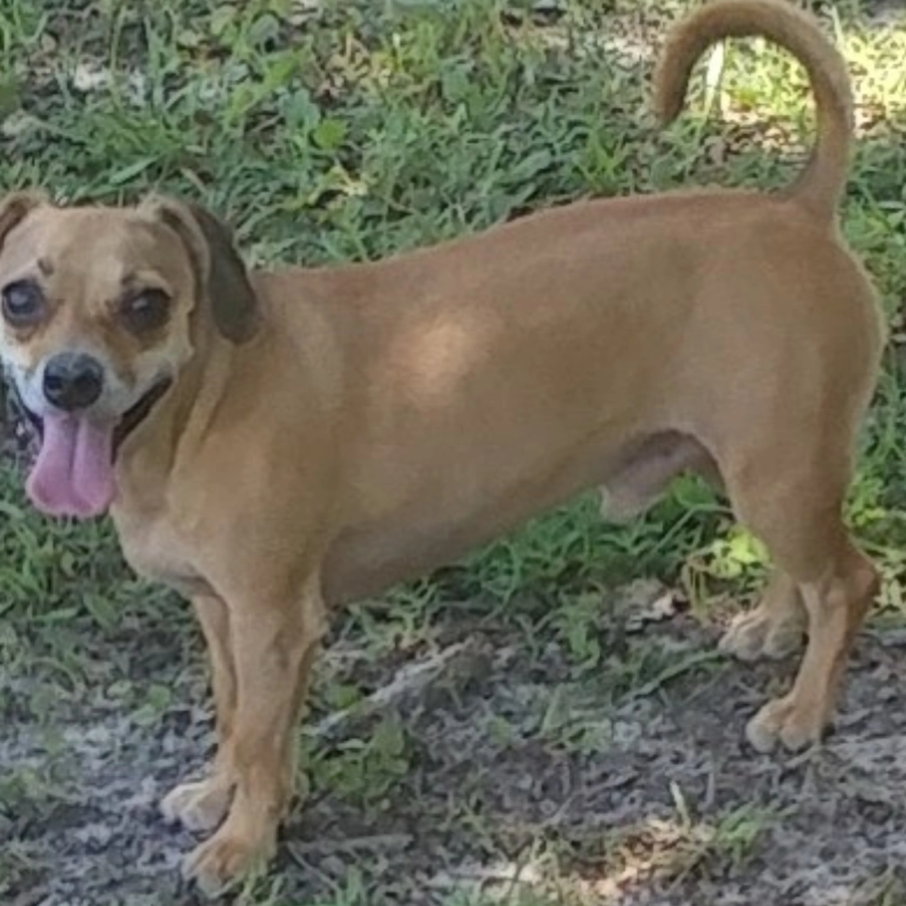 Lost pet-1