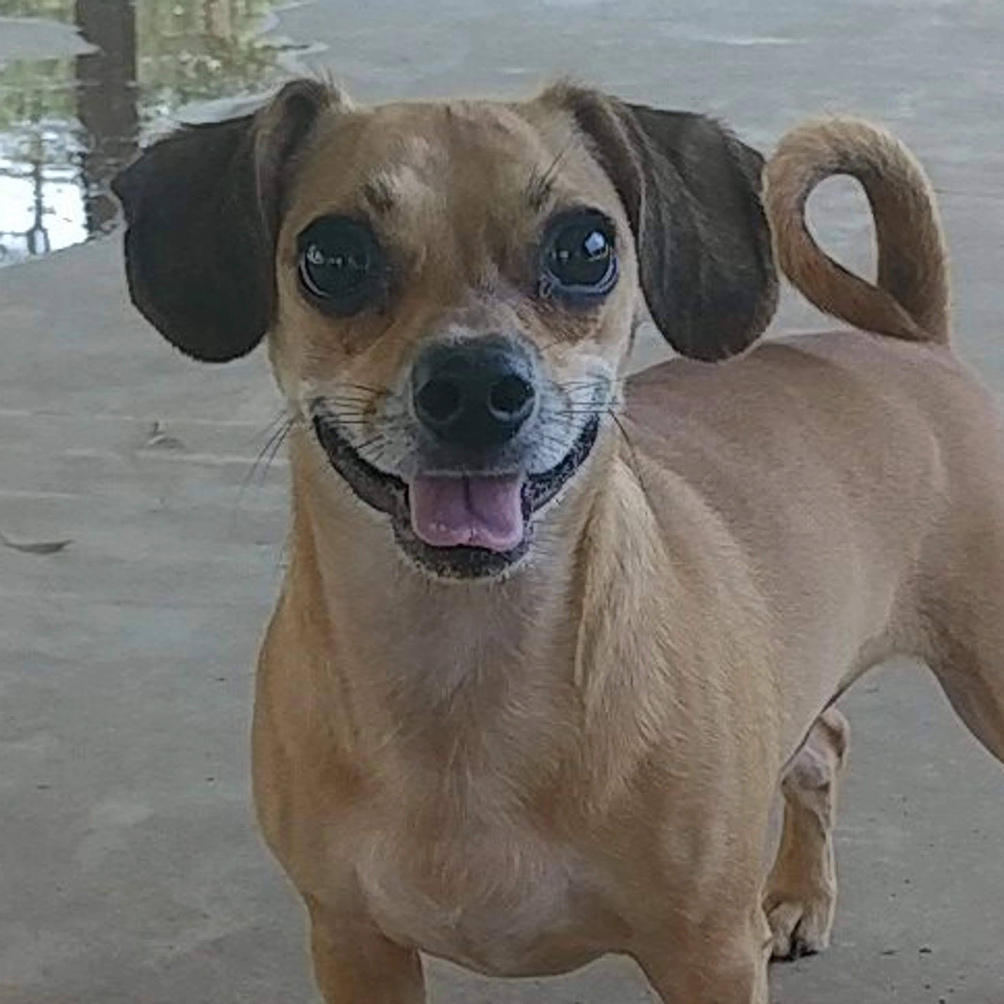 Lost pet-3