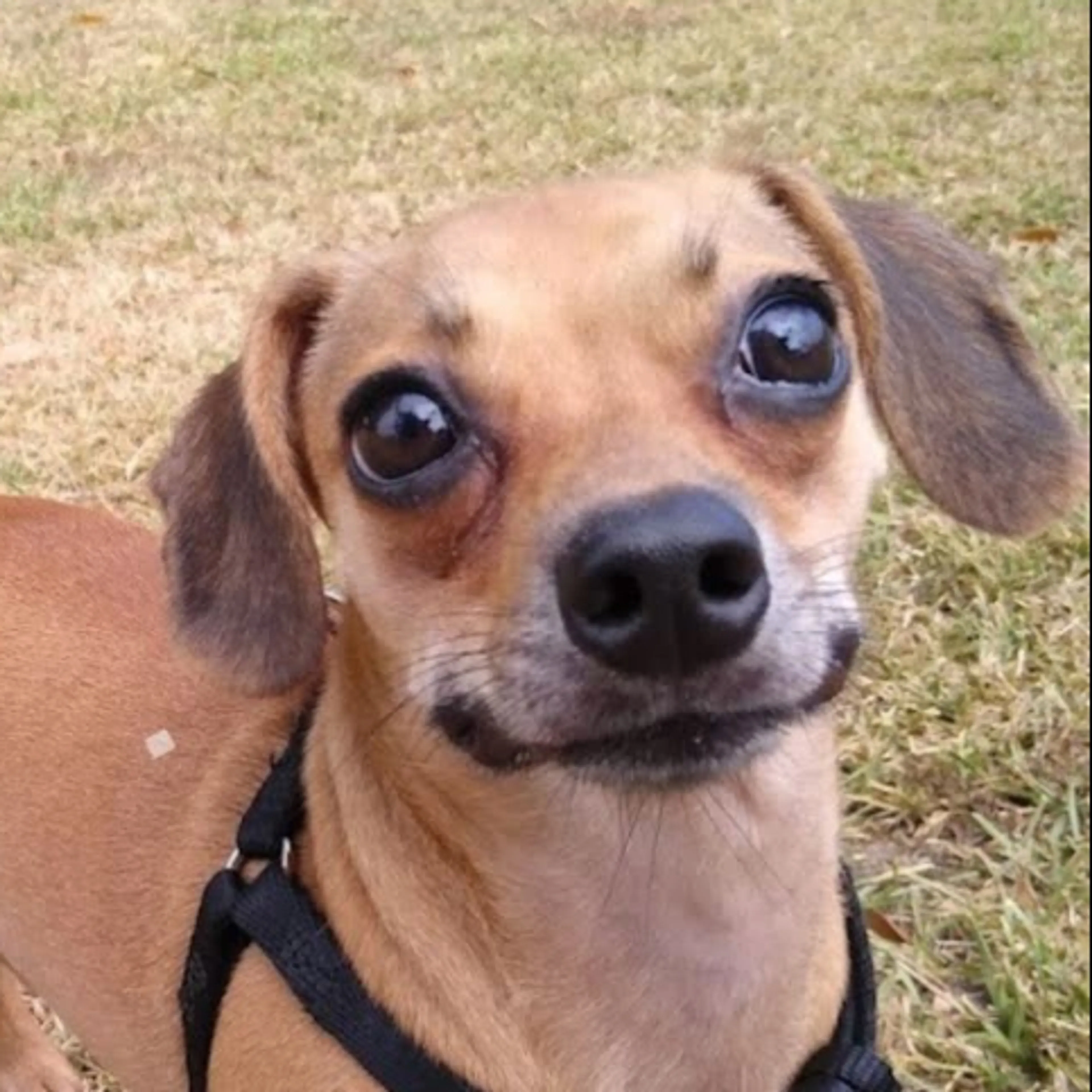 Lost pet-2