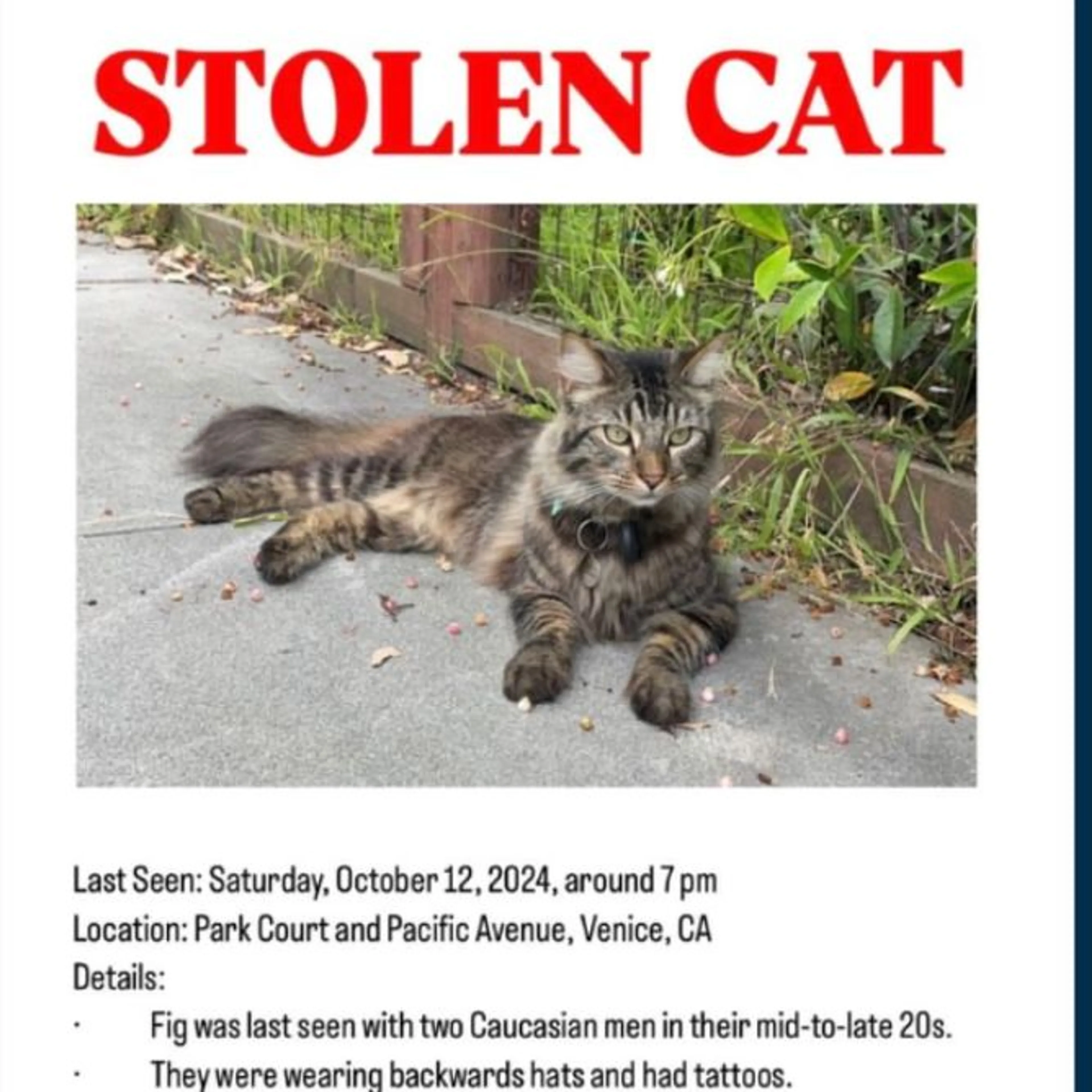 Lost pet