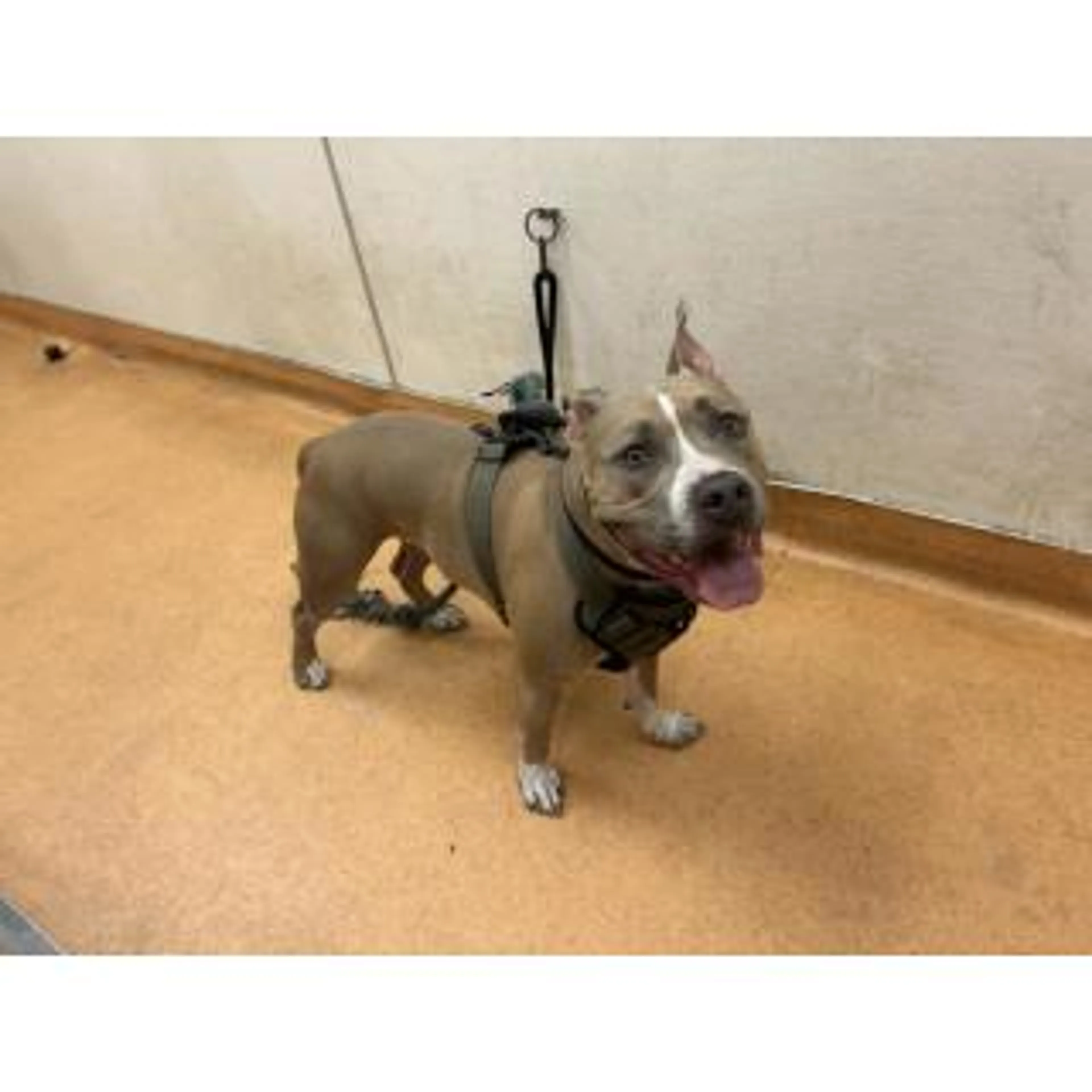 Lost pet