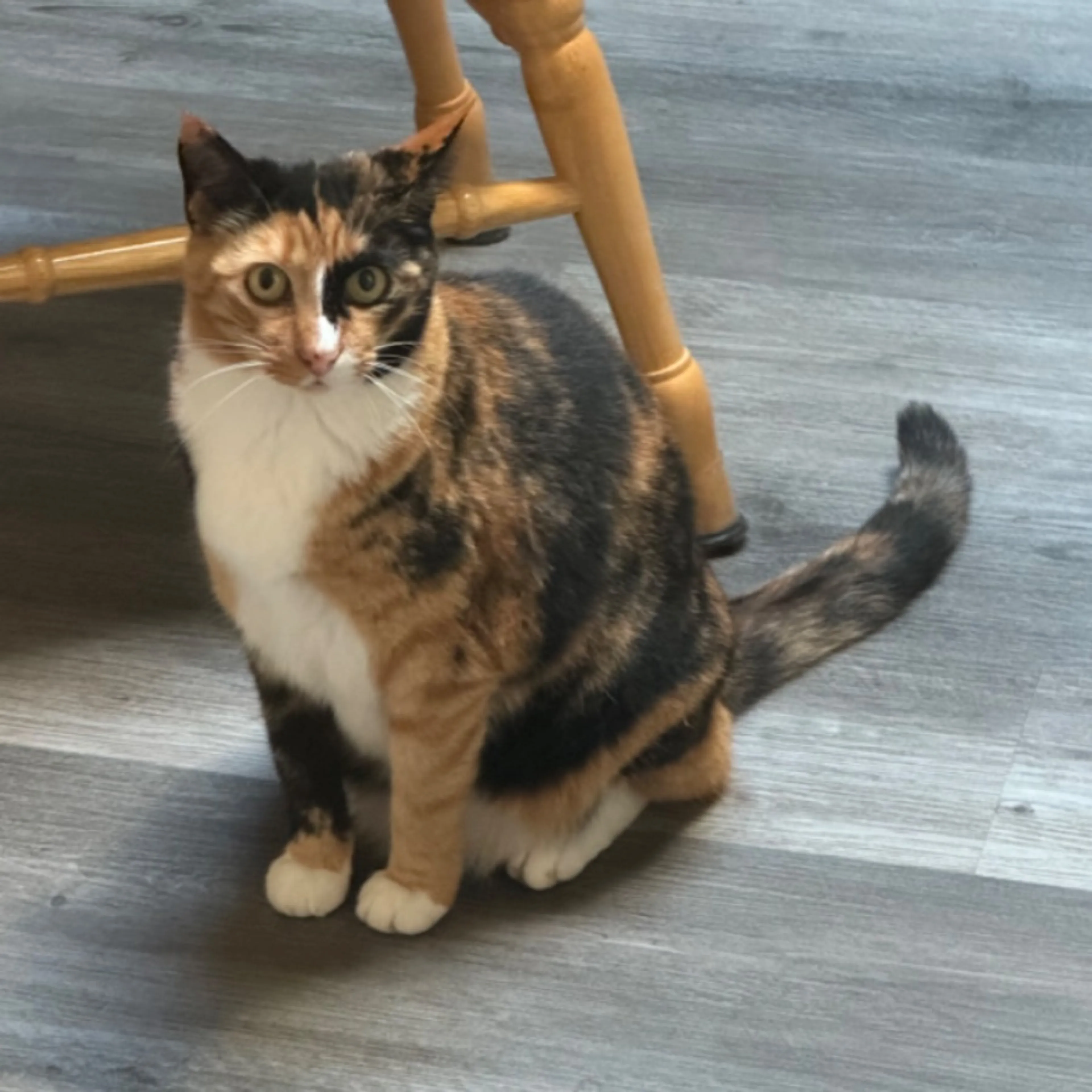 Lost pet