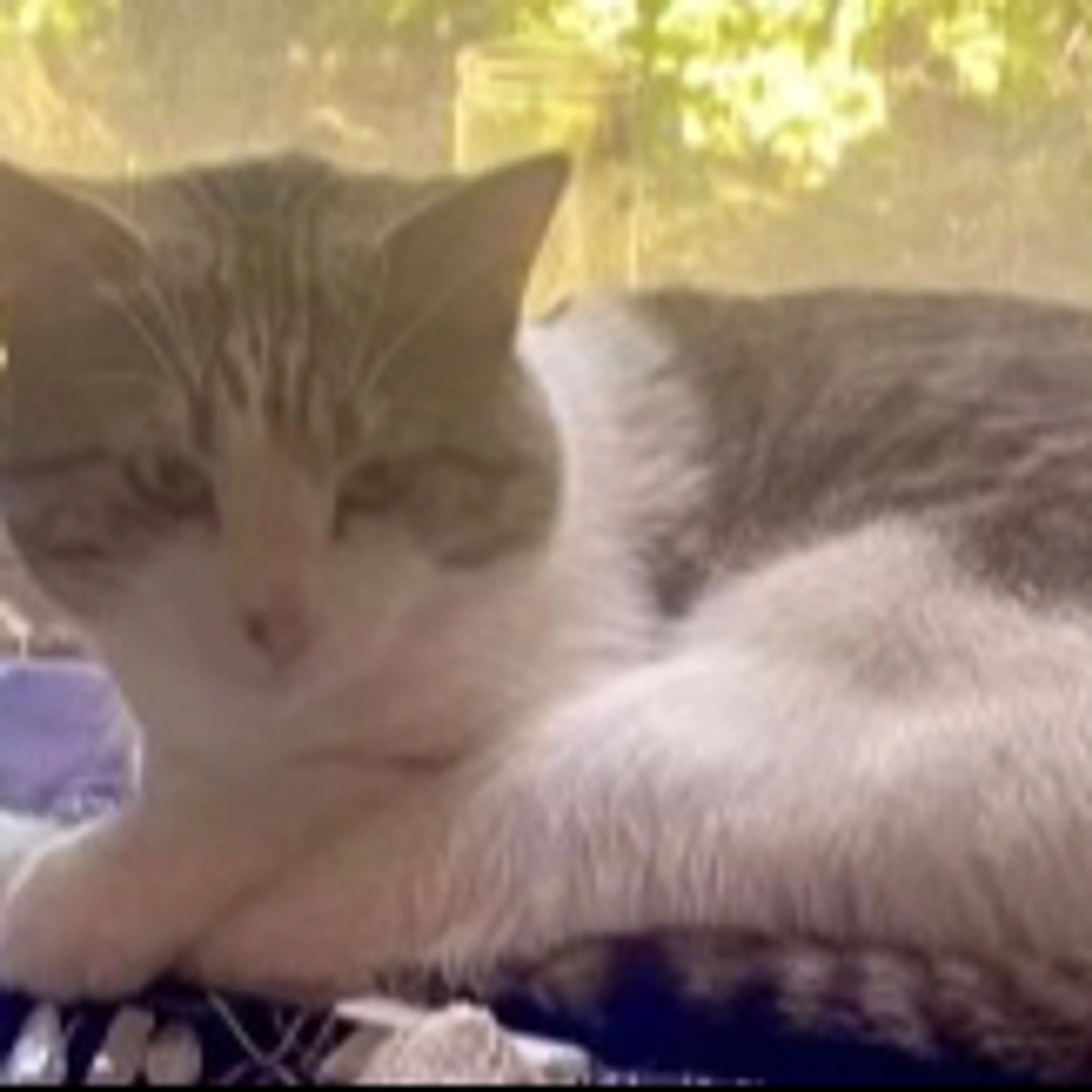 Lost pet-3
