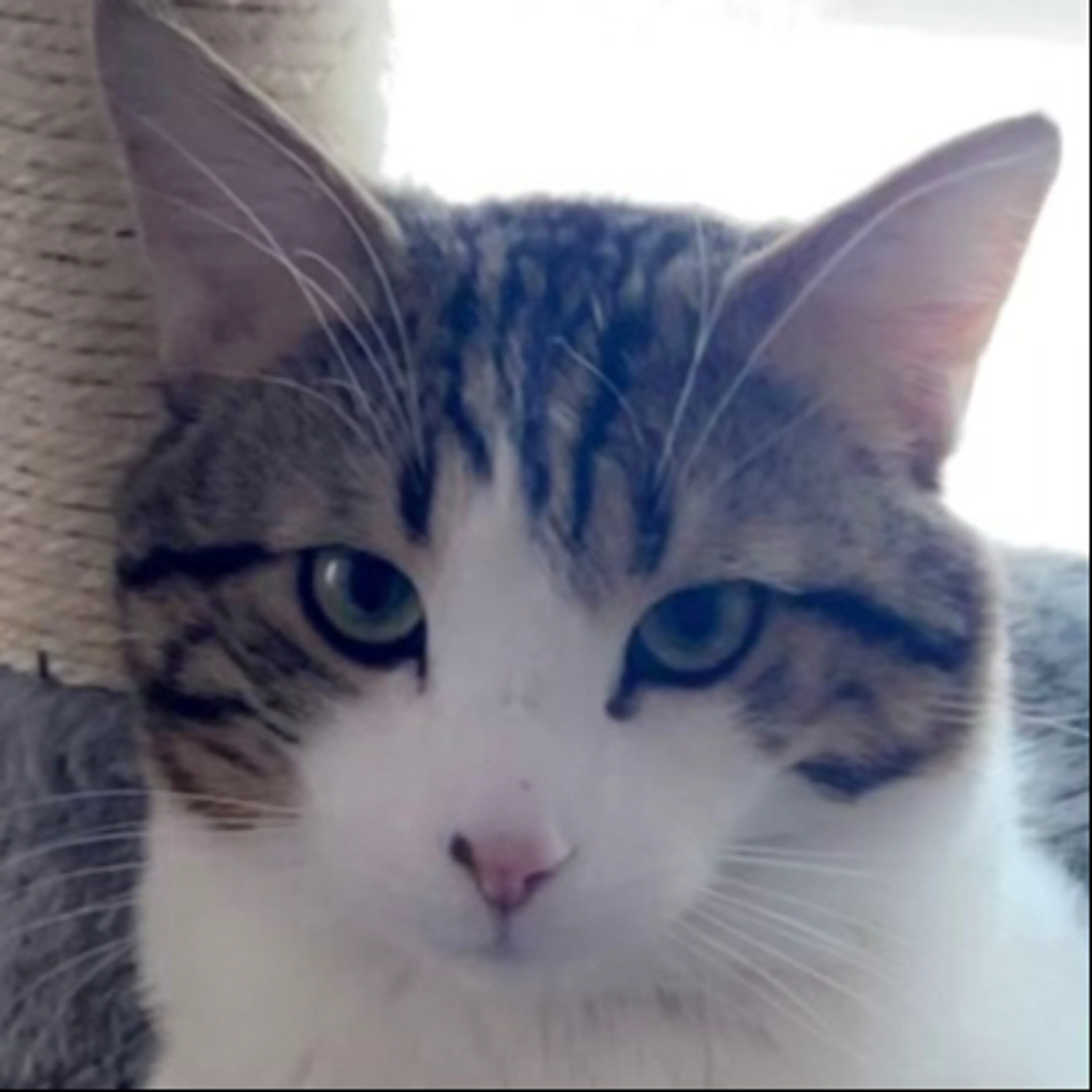 Lost pet-2